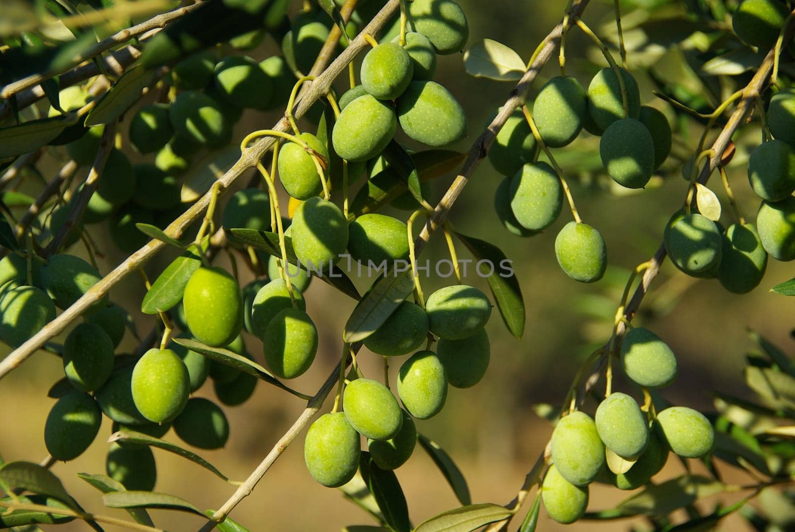 Olive 01