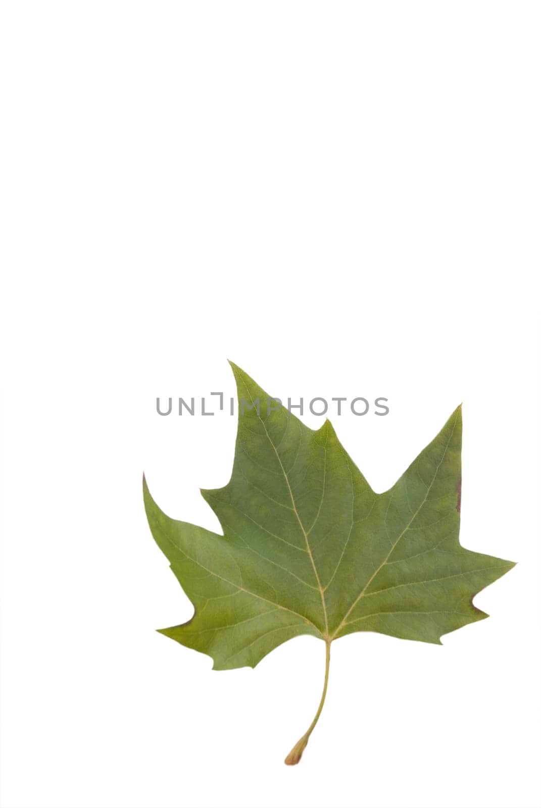 Maple leaf