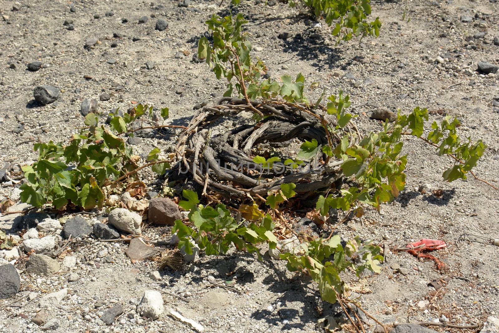 Greek wine