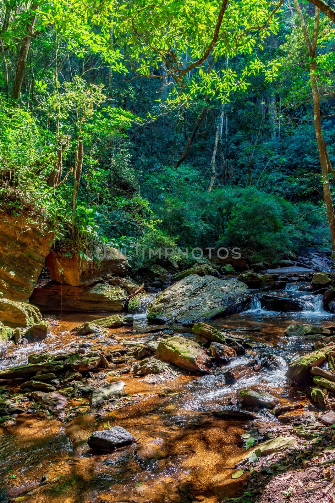 Dense rainforest vegetation crossed by the river amidst the rocks in Minas Gerais, Brazil