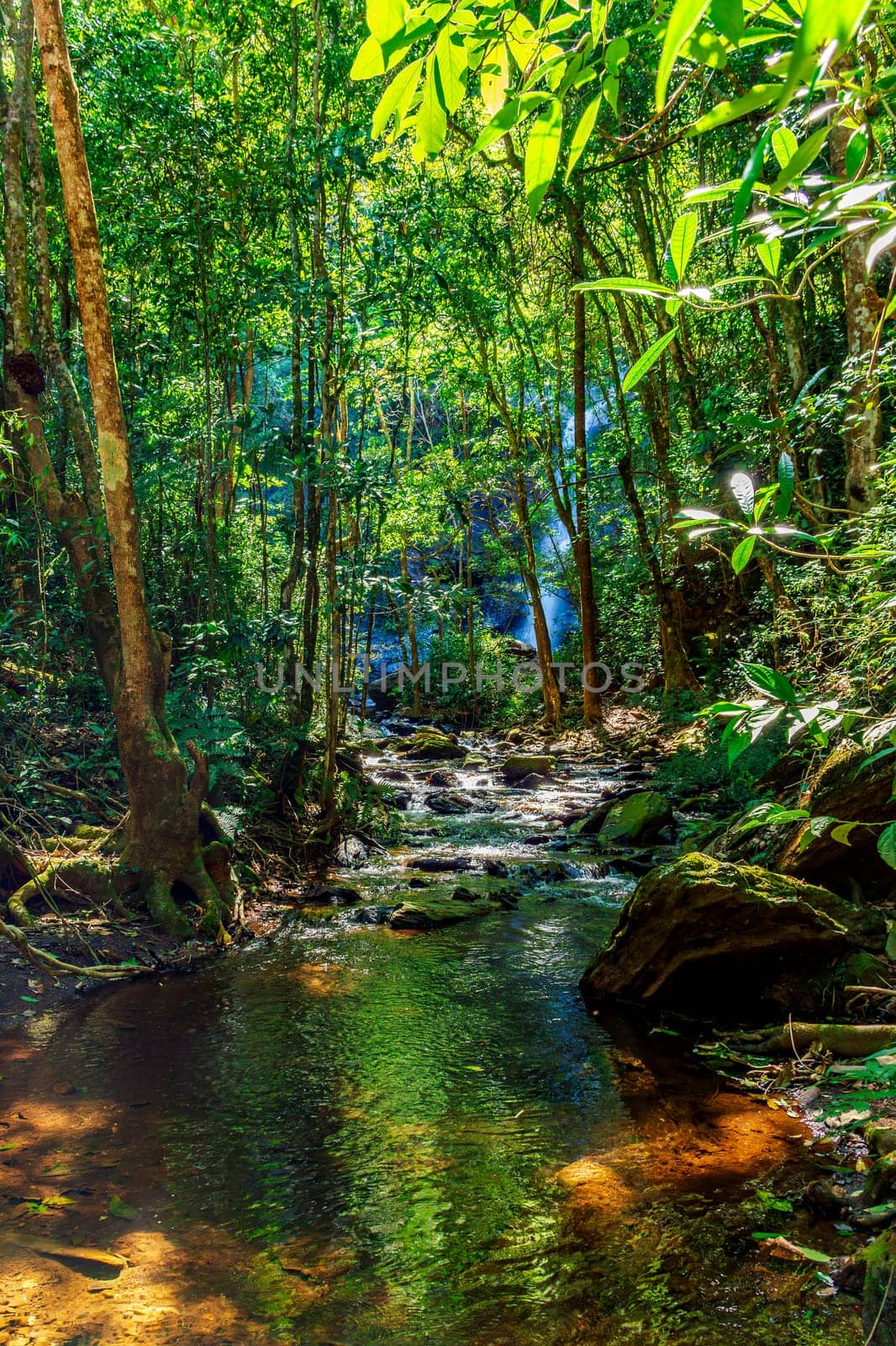 Dense rainforest vegetation crossed by the river amidst the rocks with the waterfall hidden in the background behind the trees in Minas Gerais, Brazil