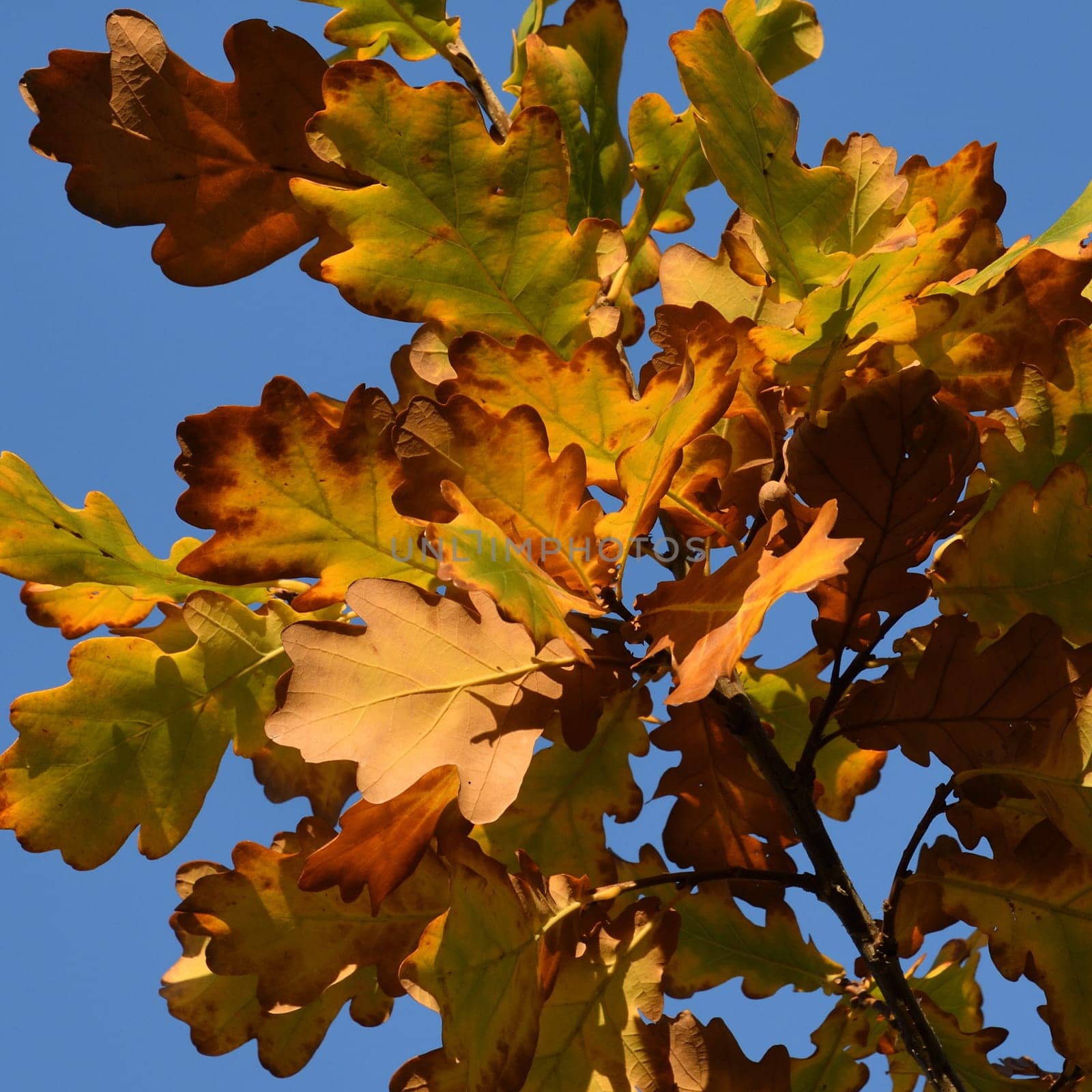 Yellow oak leaves on a tree branch in autumn by olgavolodina