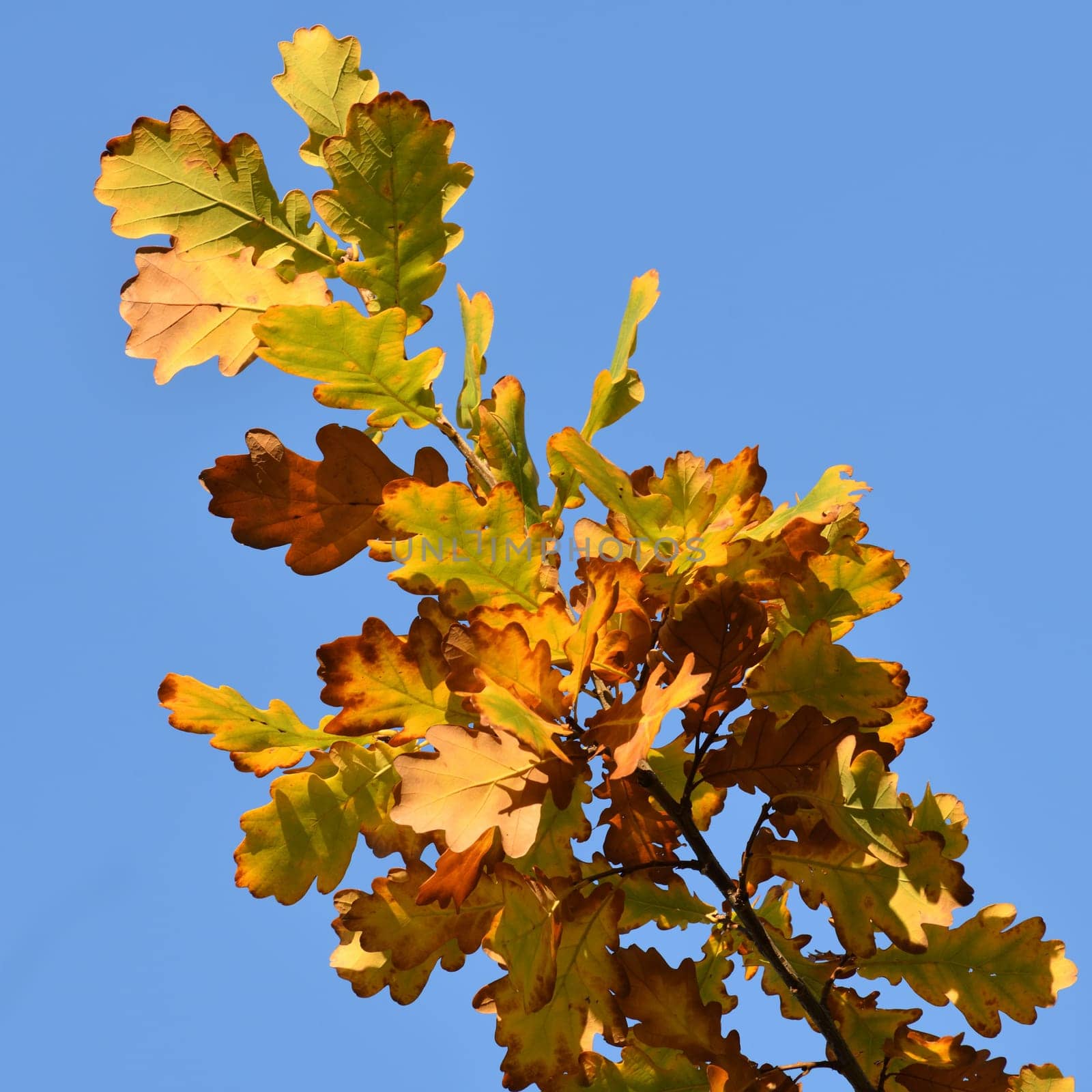 Yellow oak leaves on tree branch in autumn