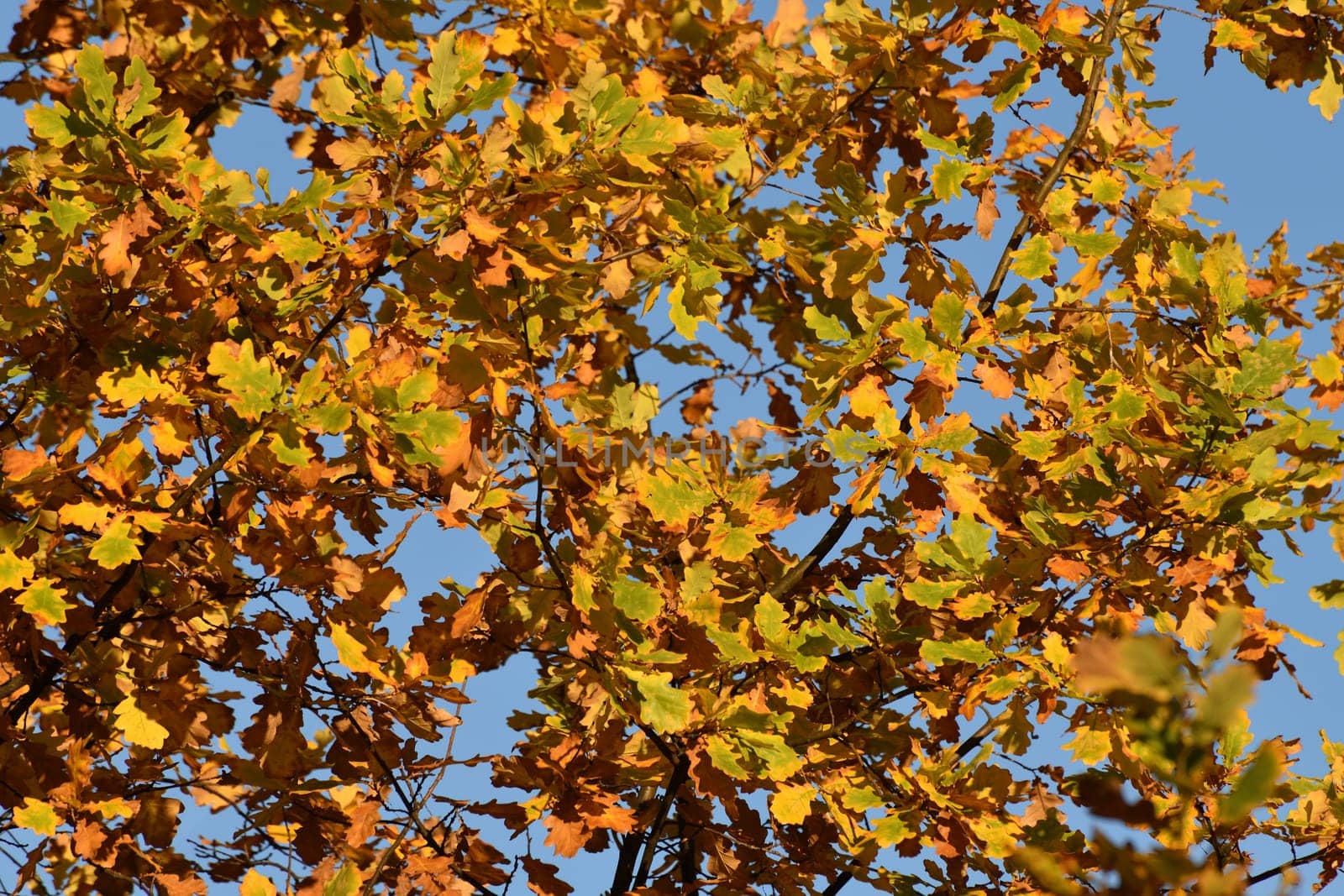 Yellow oak leaves on tree branch in autumn