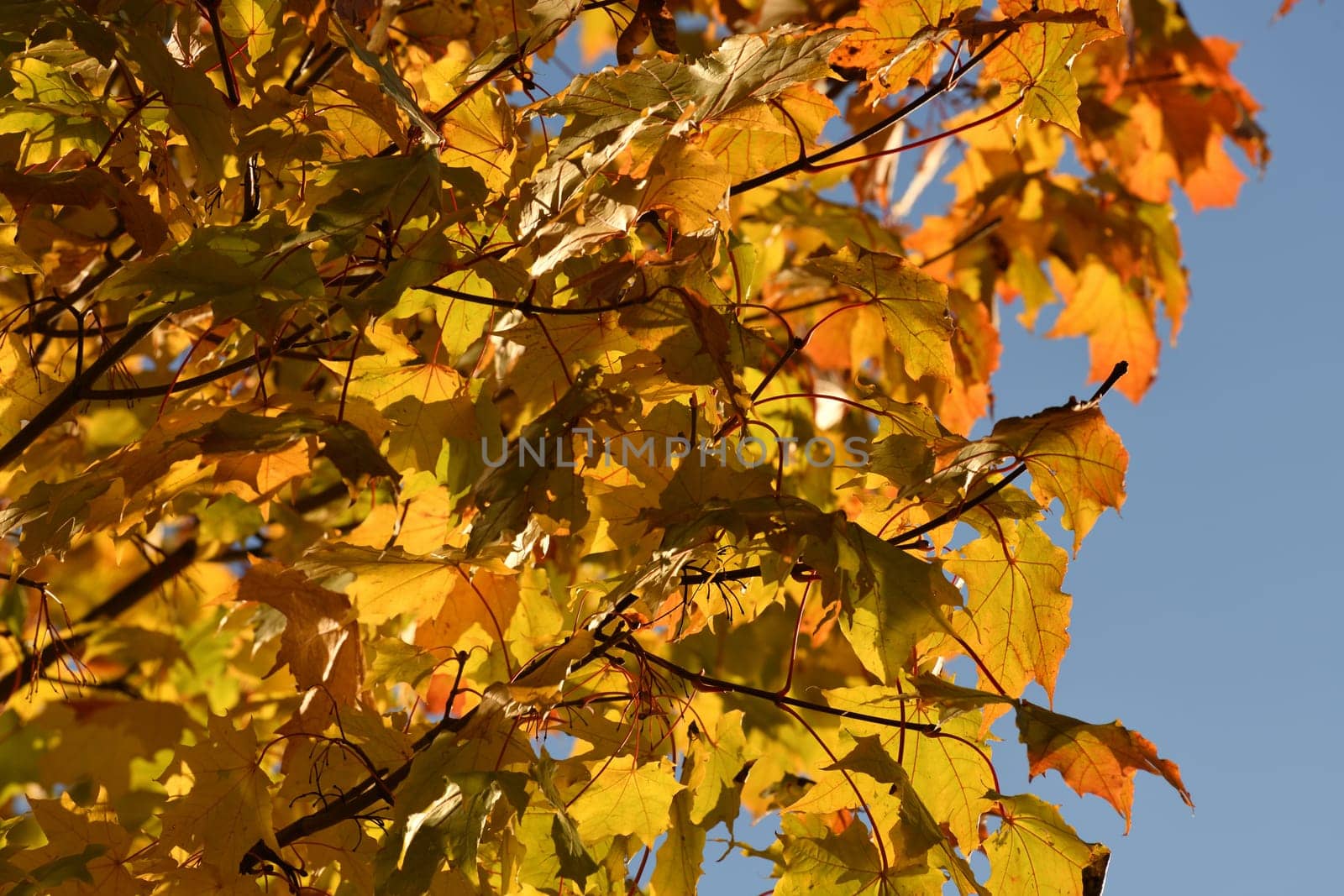 Yellow maple leaves on tree branch in autumn