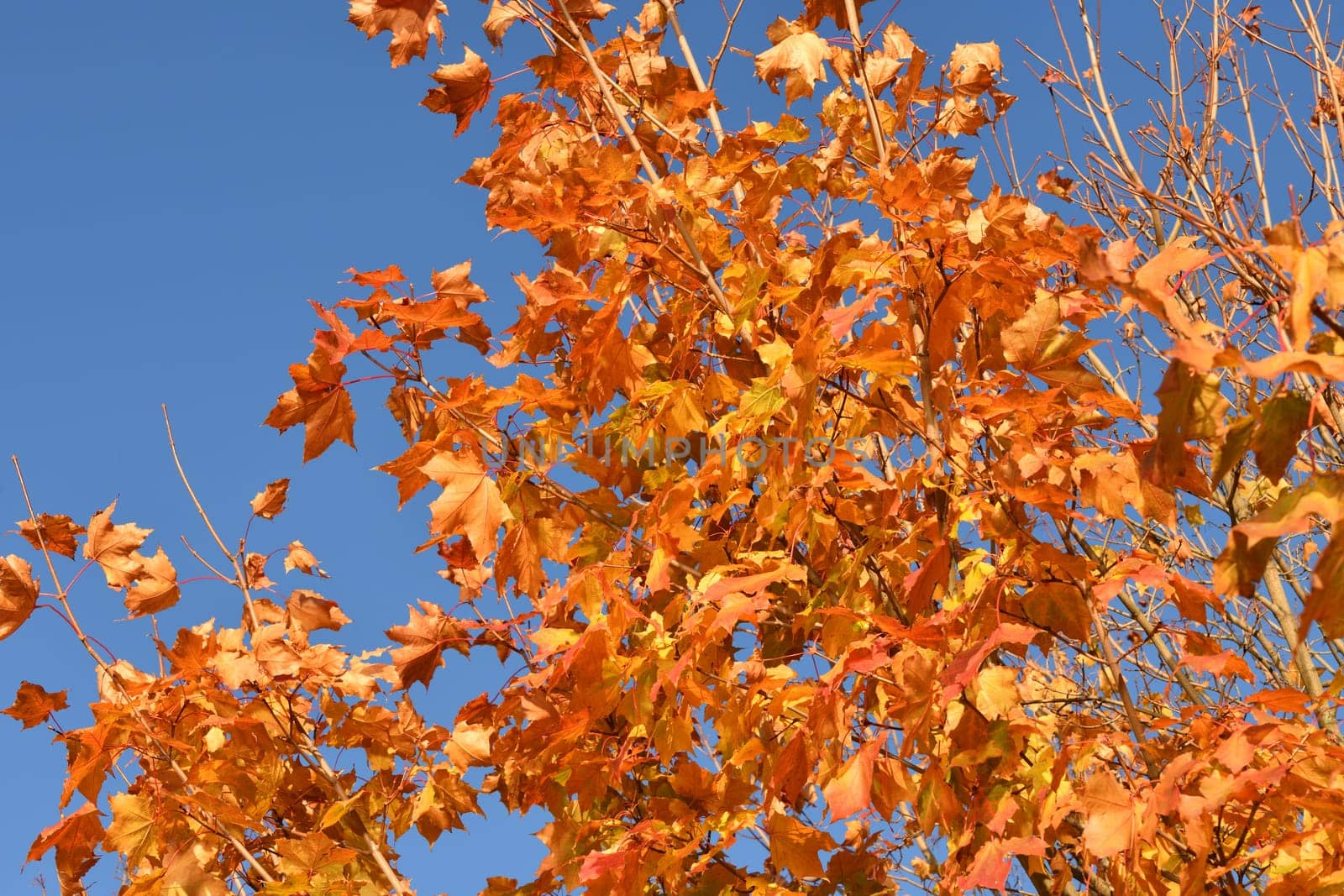 Red maple leaves on a tree branch in autumn by olgavolodina