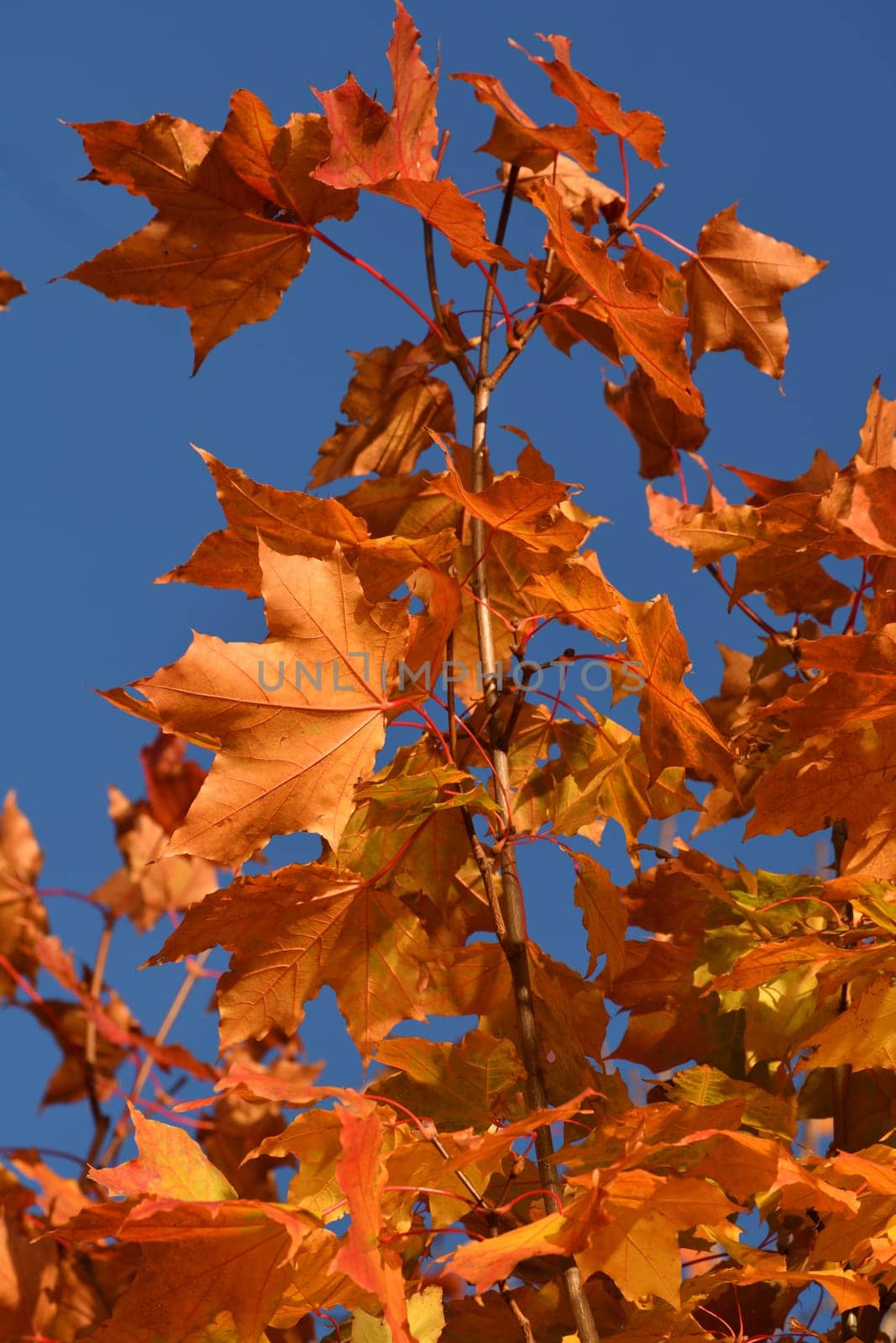 Red maple leaves on a tree branch in autumn by olgavolodina