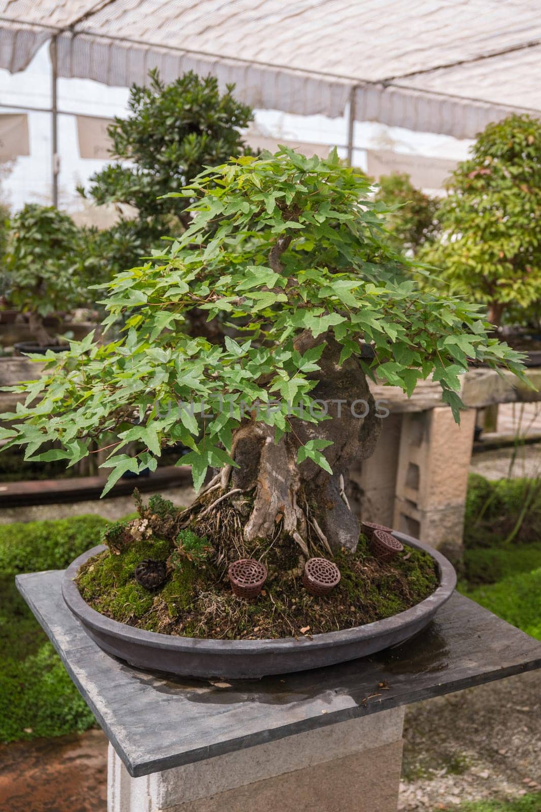 Bonsai in pots inside a plant nursery. Japanese plants. The concept for the catalog of ornamental plants by jcdiazhidalgo