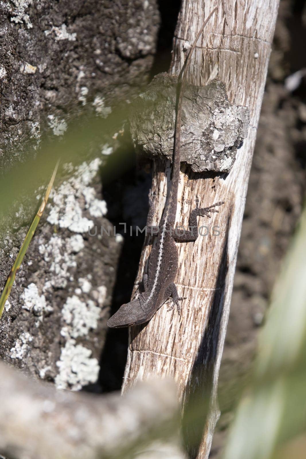 Brown-phase green anole (Anolis carolinensis) turning its head to look around as the rest of its body is completely still on a tree behind out of focus grass