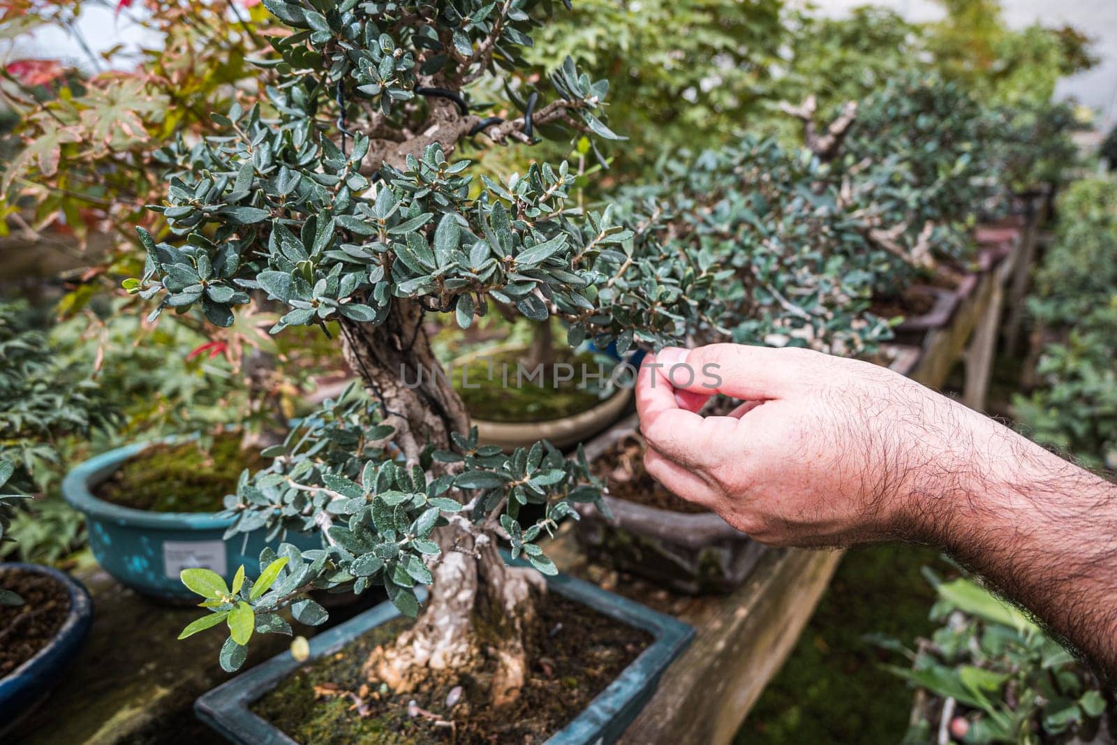 Hand touching the big caudex in plant nursery for size guidance. Stephania Erecta