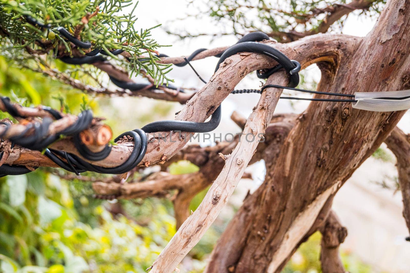 Guiding the branch of a bonsai with copper wire to simulate a tree