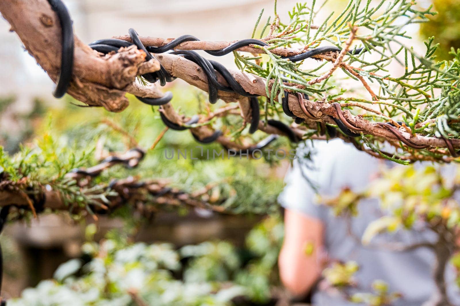Guiding the branch of a bonsai with copper wire to simulate a tree by jcdiazhidalgo