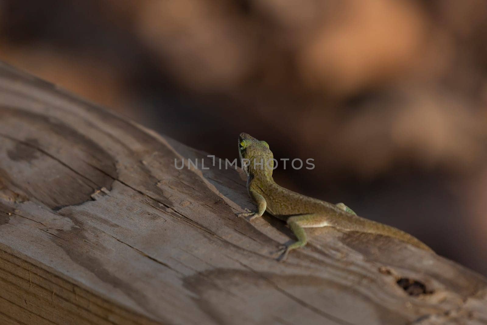Wary Green Anole Scurrying by tornado98