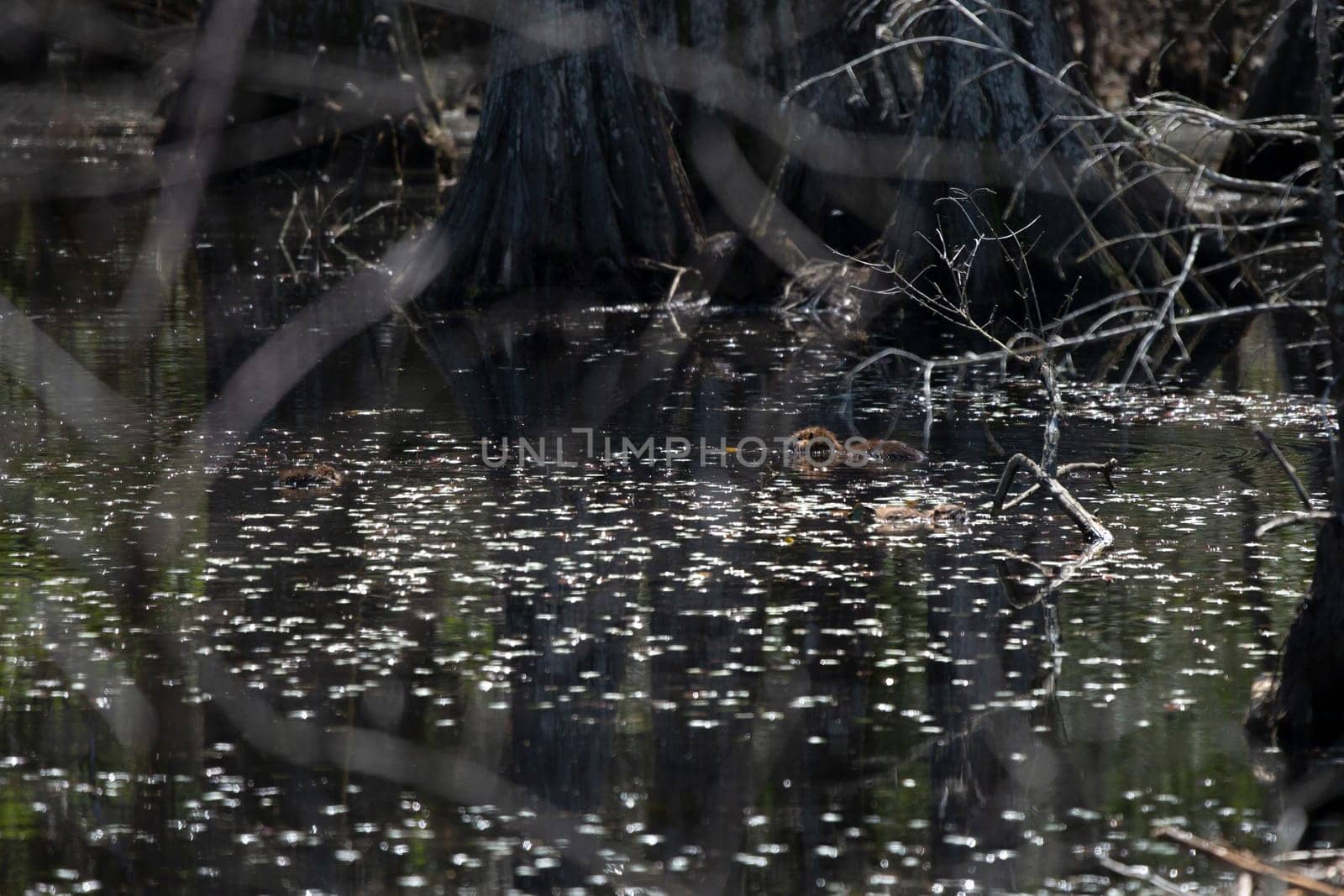Three young nutria (Myocastor coypus) swimming in a swamp