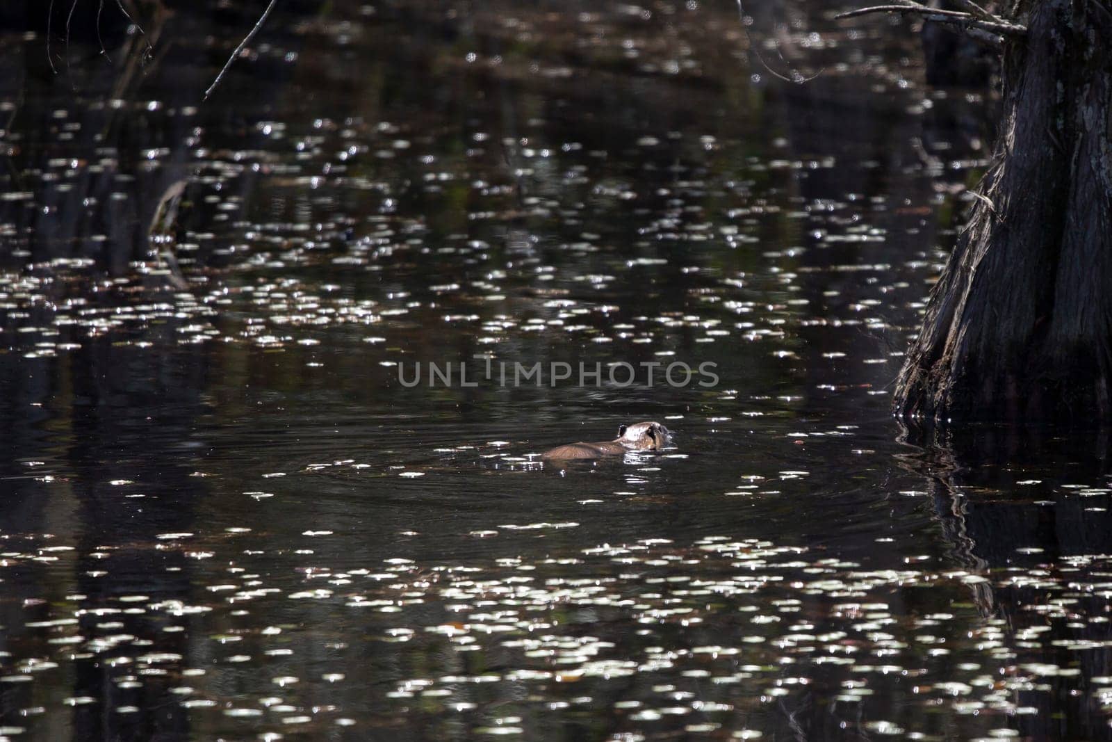 Nutria (Myocastor coypus) swimming away in a swamp