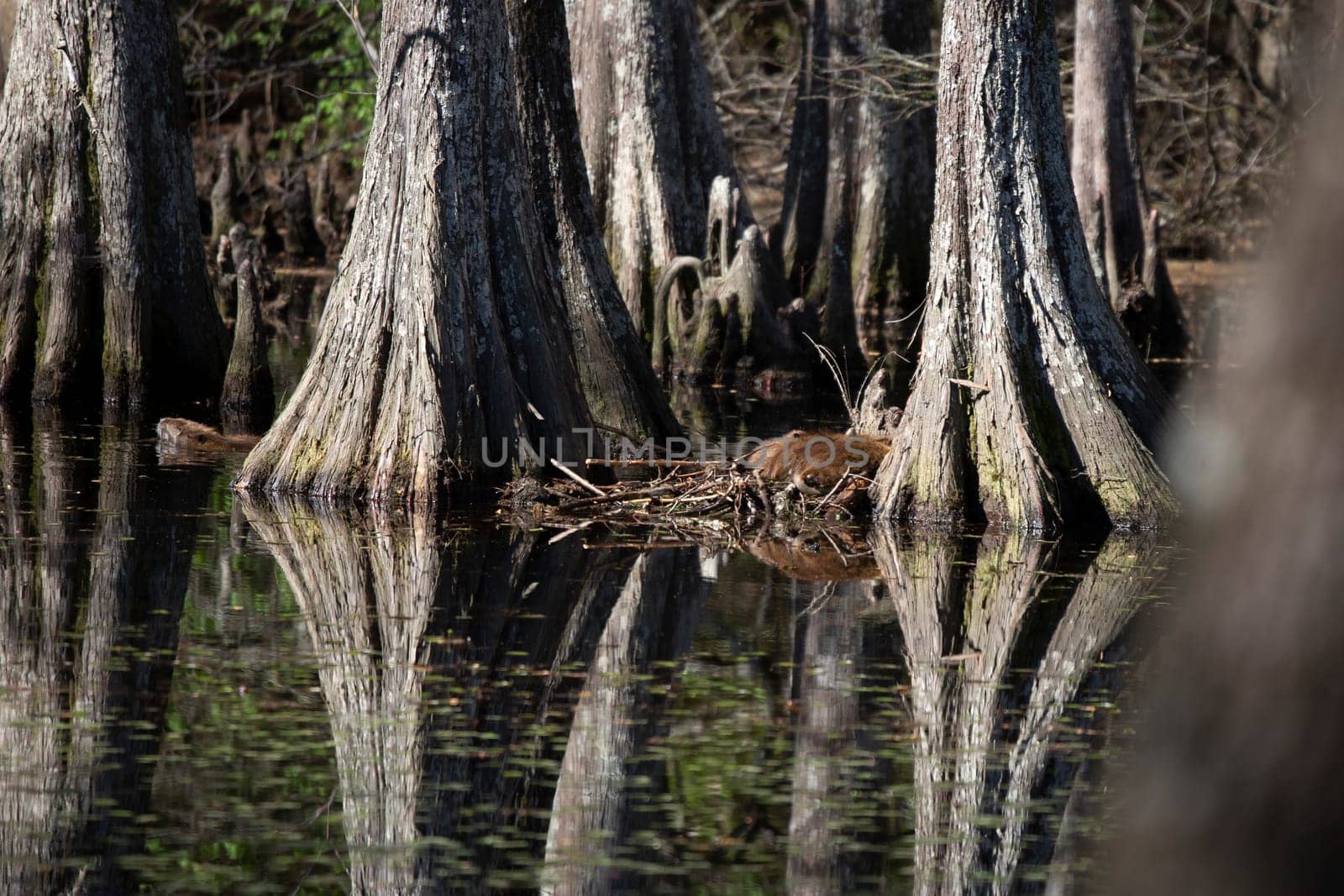 Adult nutria (Myocastor coypus) swimming in a swamp while a young nutria rests near another adult on a bed of sticks