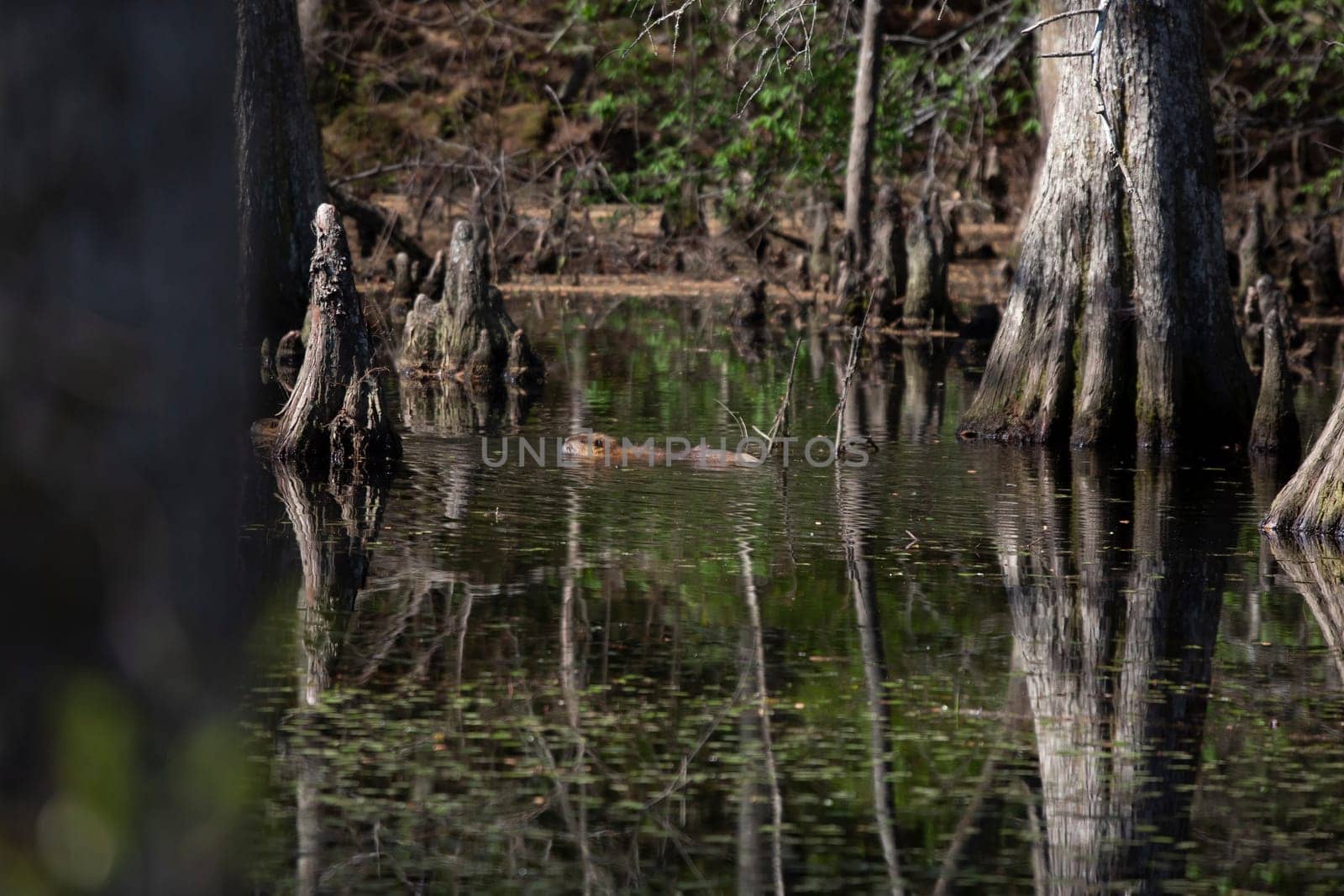 Nutria (Myocastor coypus) swimming in a lake near a shore