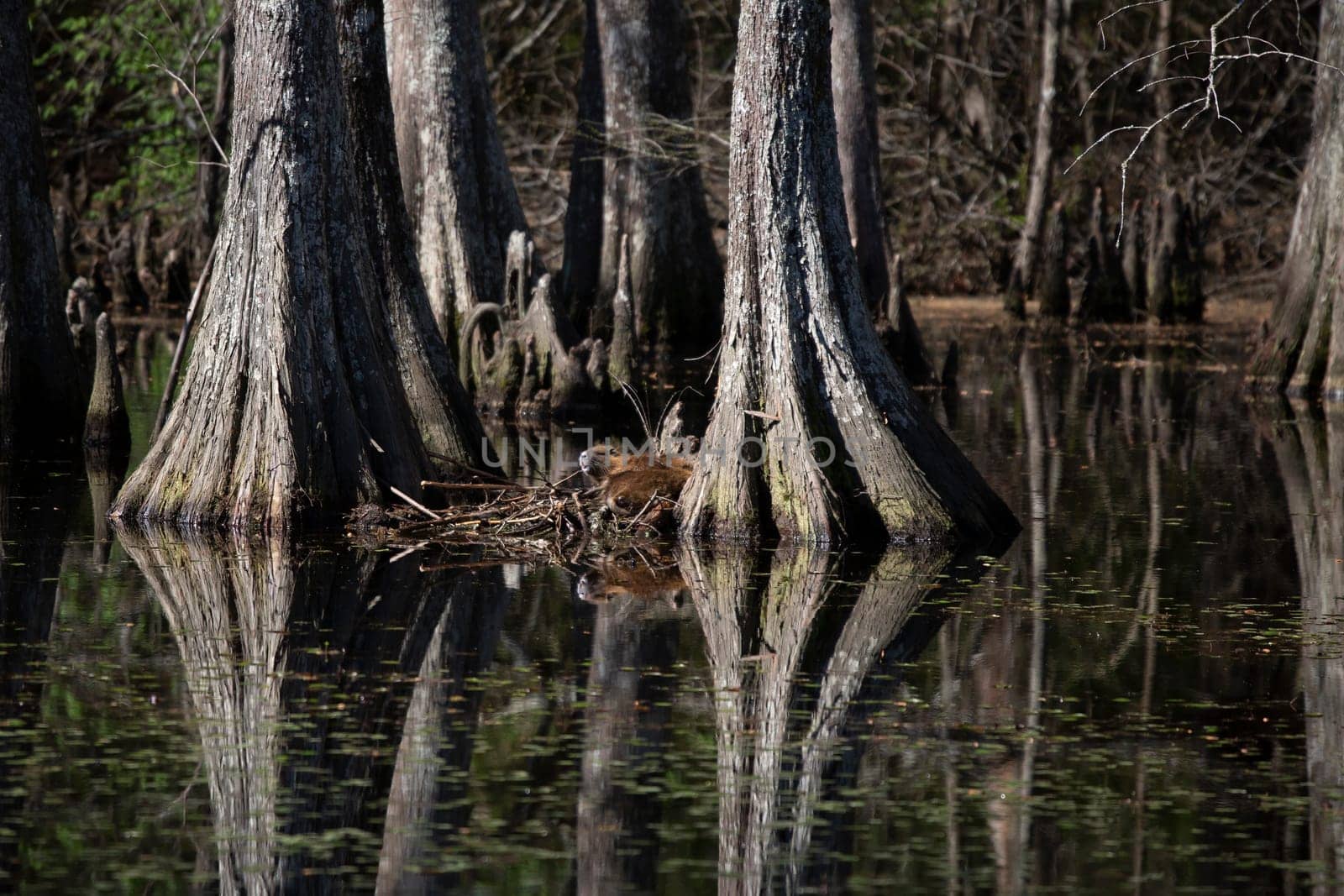 One nutria (Myocastor coypus) waking from its nap while others rest nearby