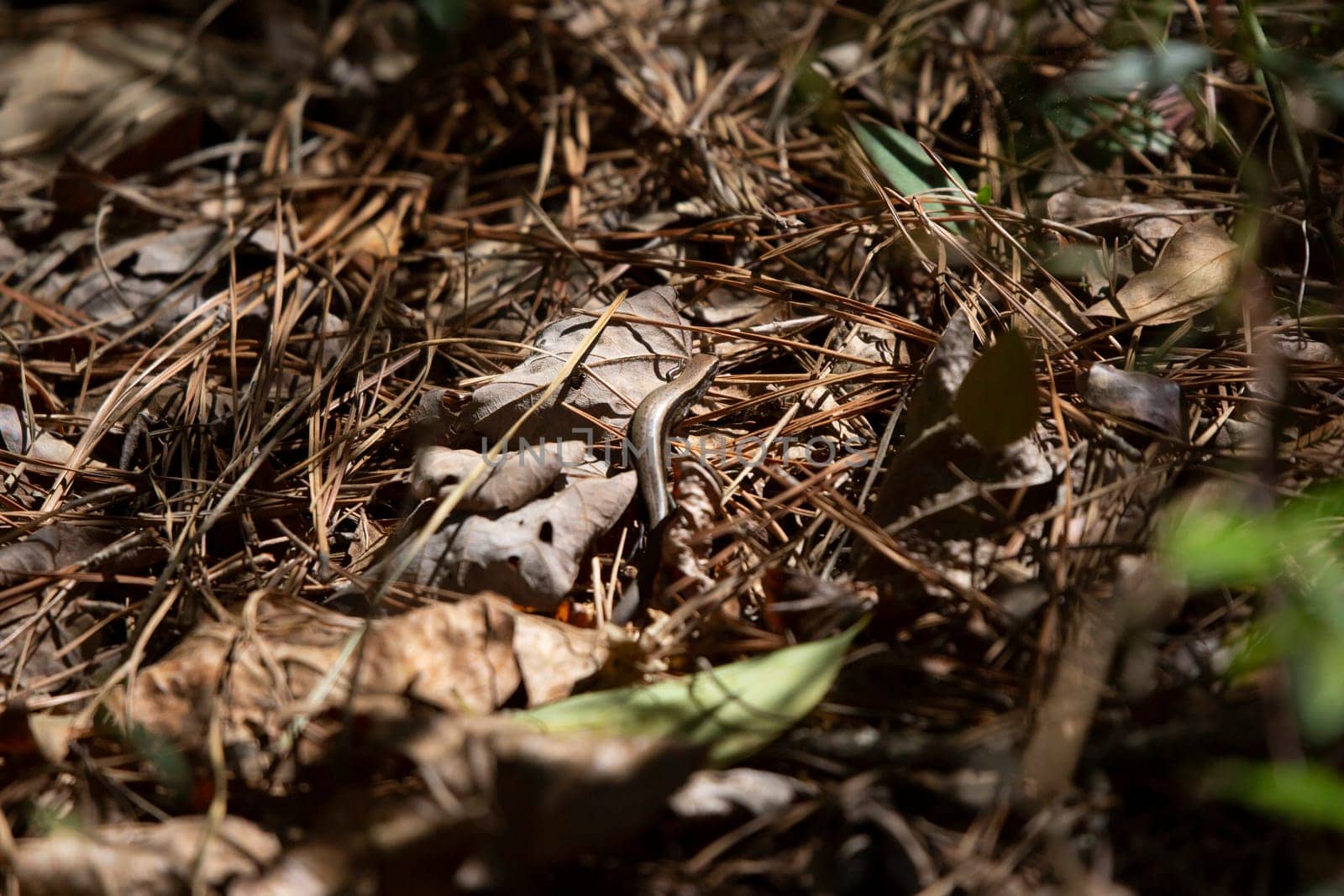 Little brown skink (Scincella lateralis) crawling along dead pine needles