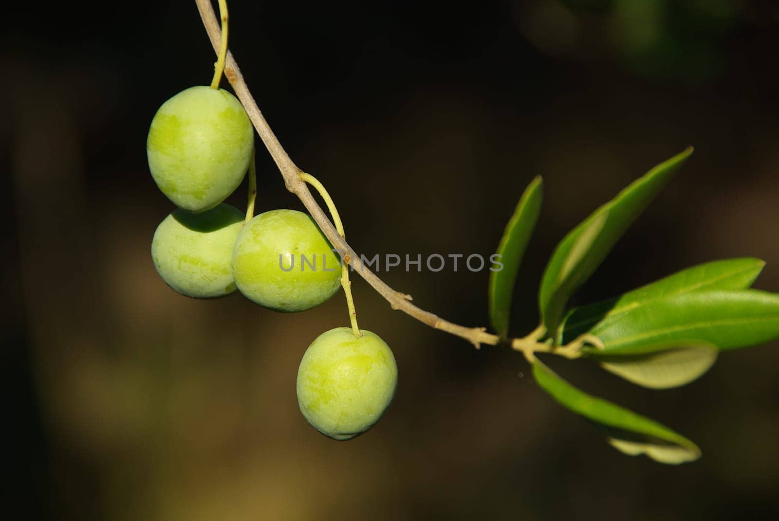 Olive 05