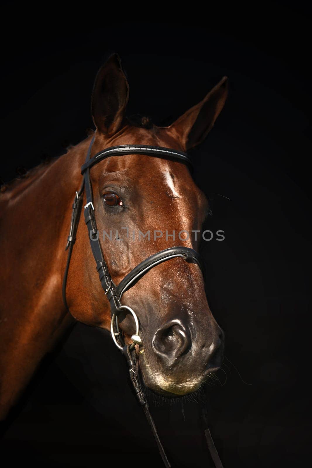 Hanoverian mare