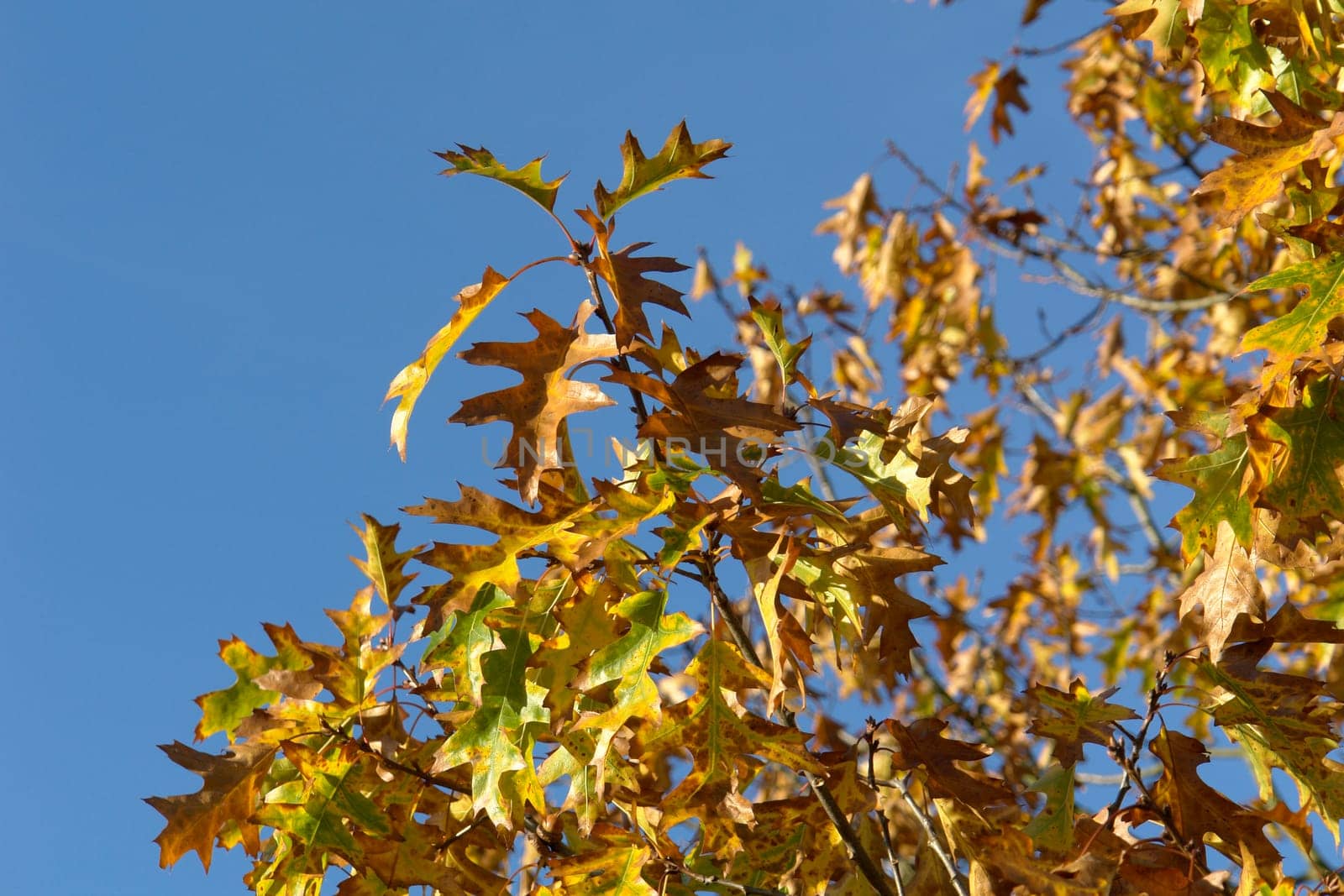 (Fall foliage) or (fall leaves) or (autumn leaves)