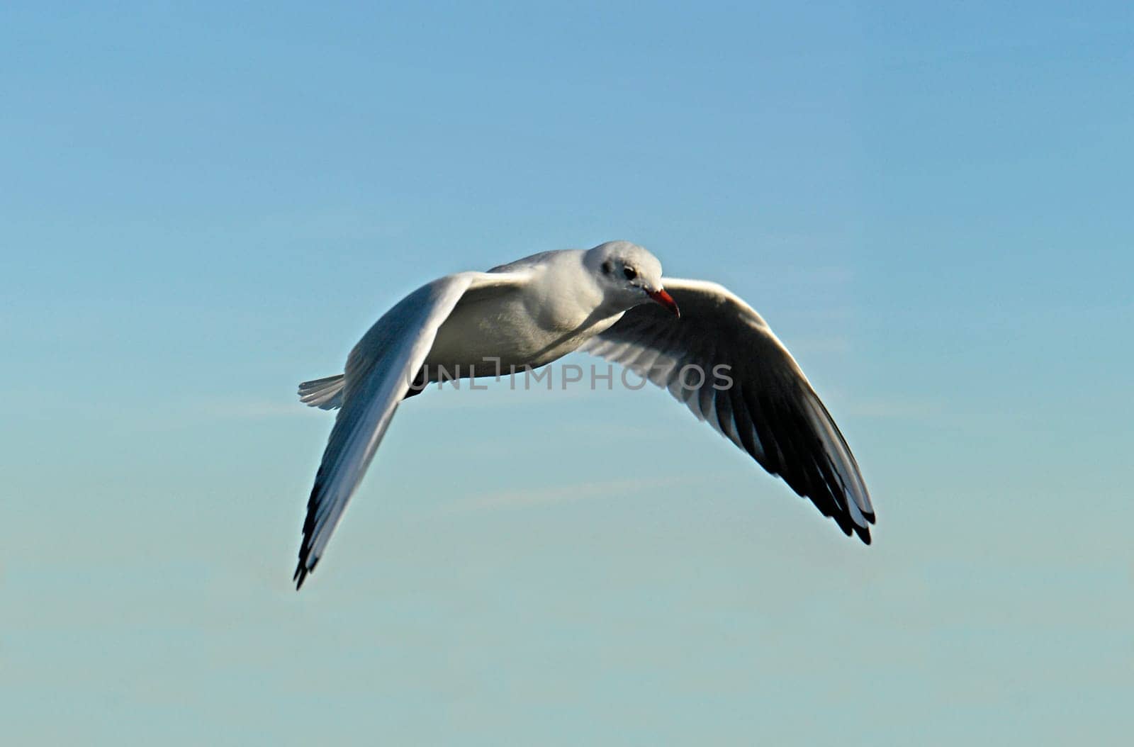 Seagull in flight