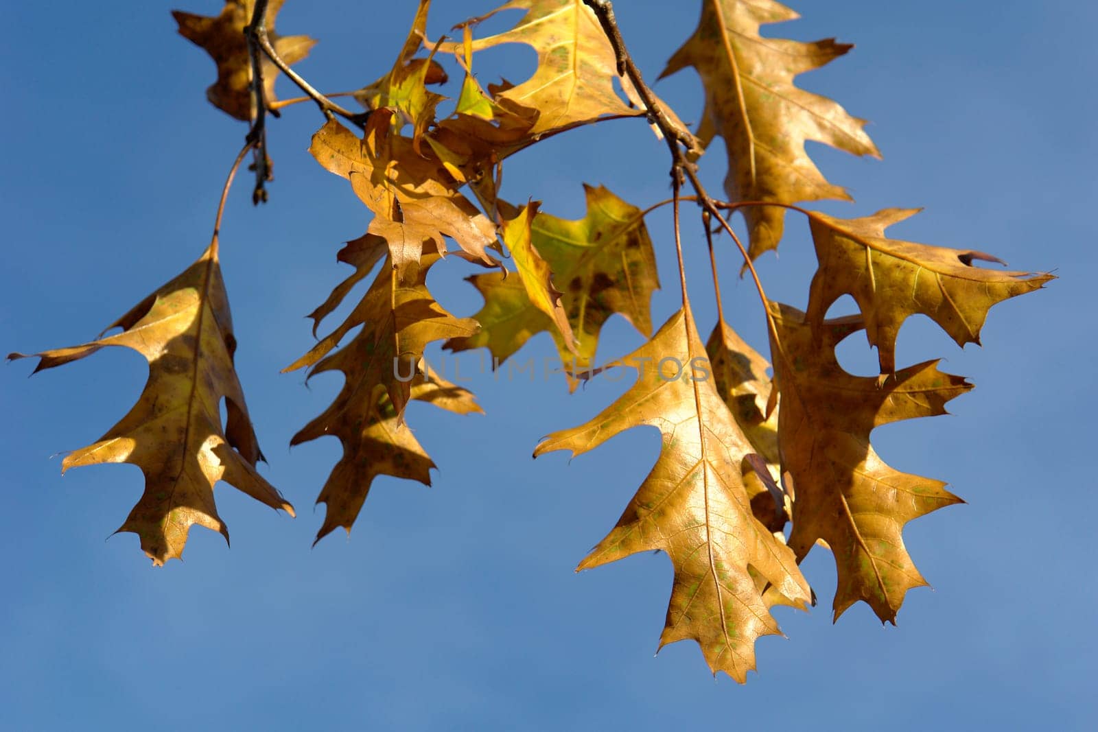 Autumn Colors