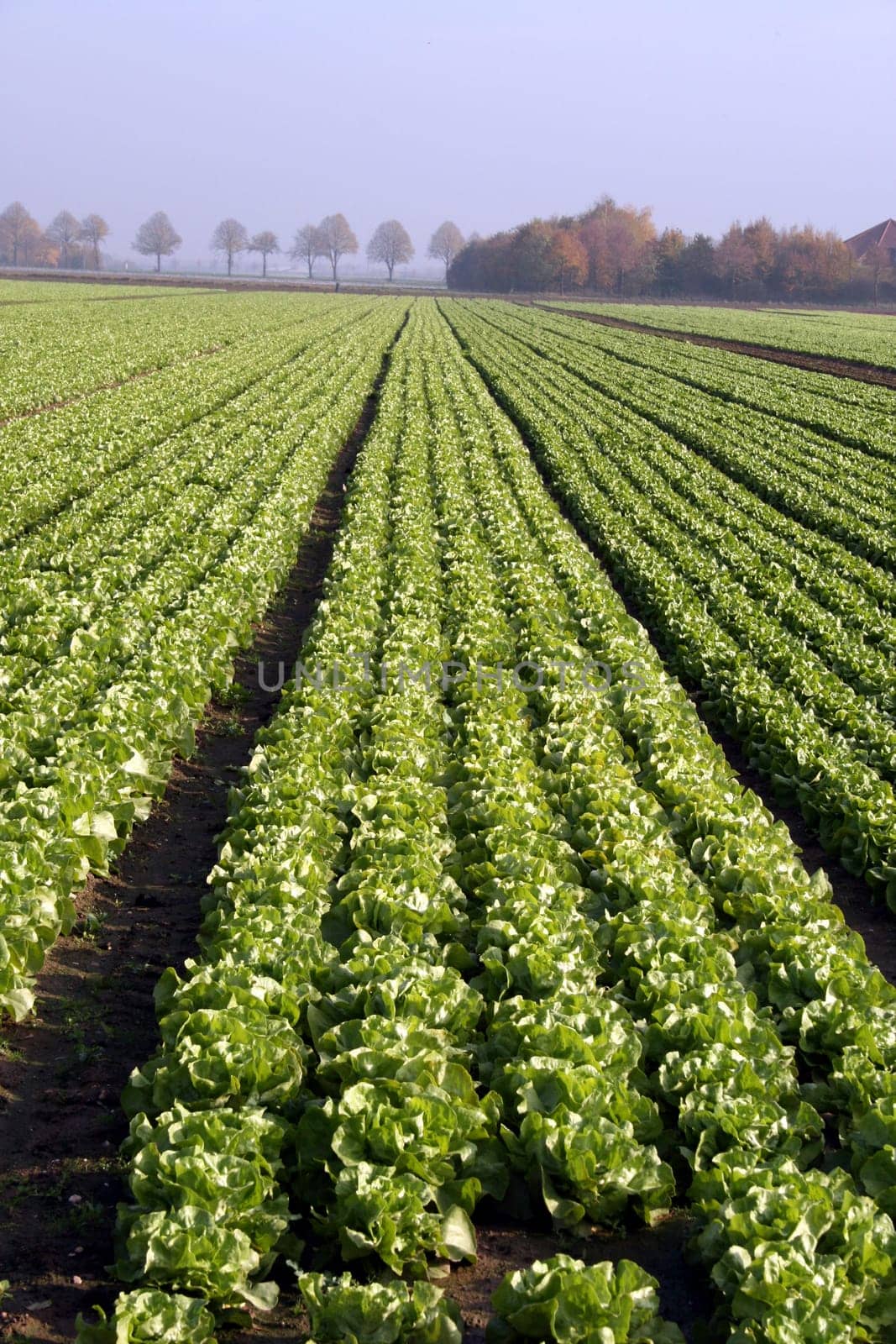 Lettuce