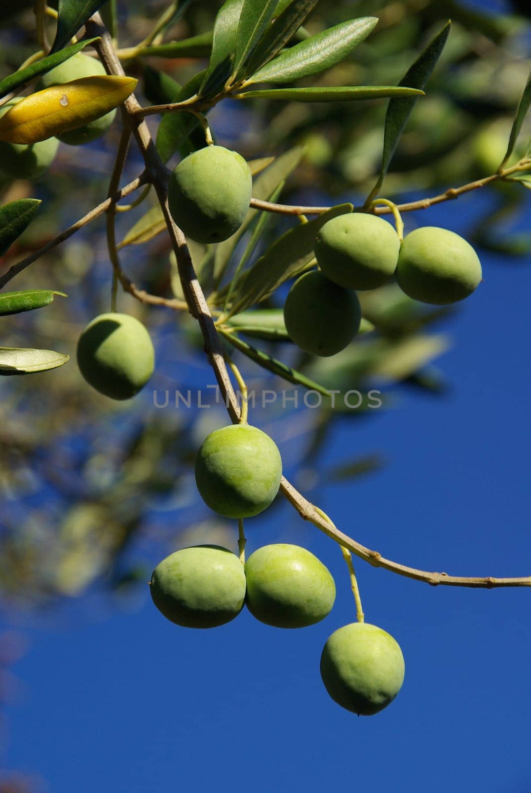 Olive 09