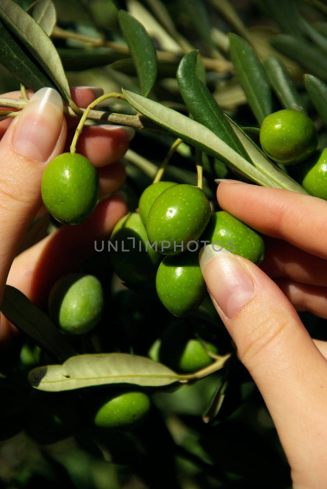 Olive 14