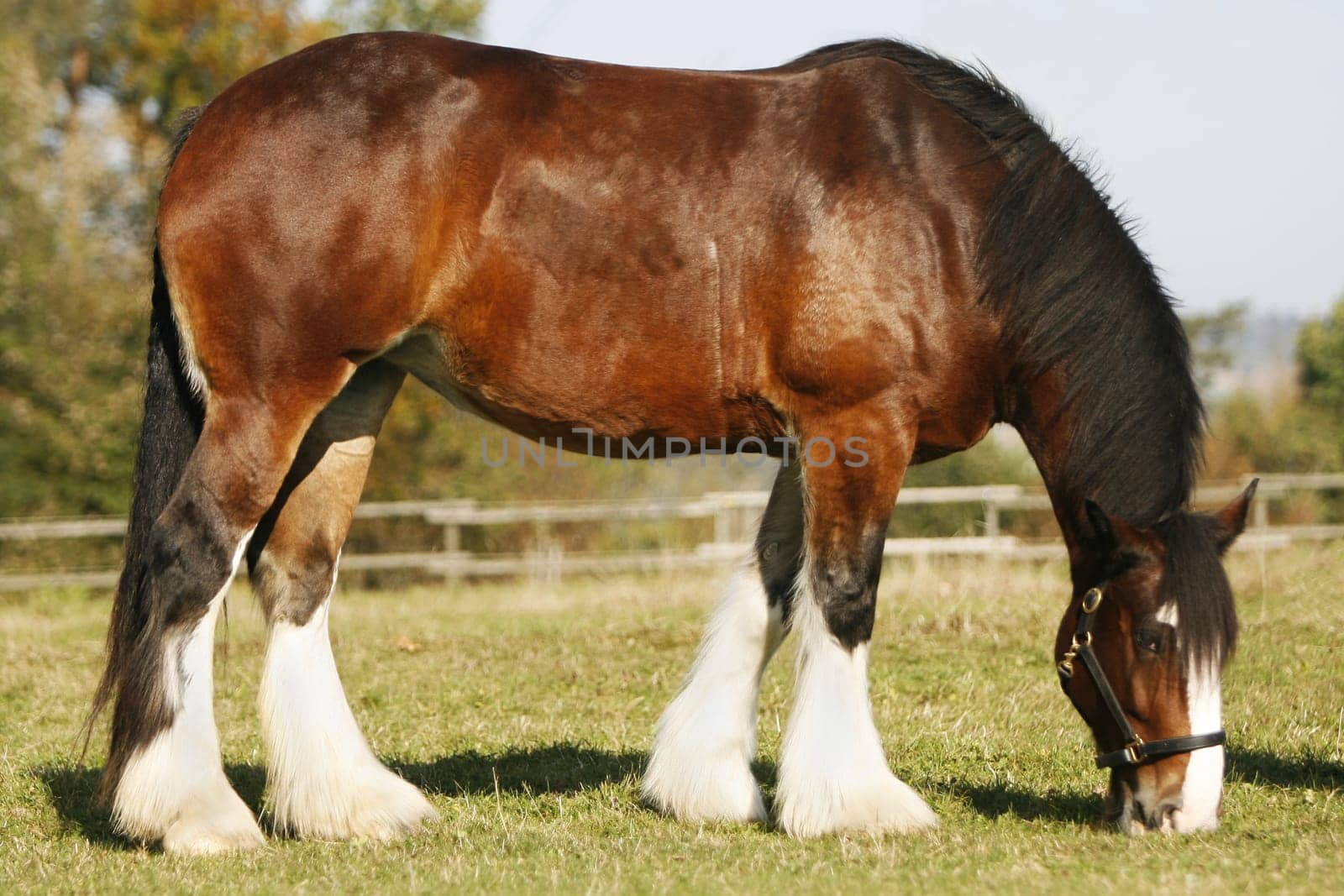 Shire Horse