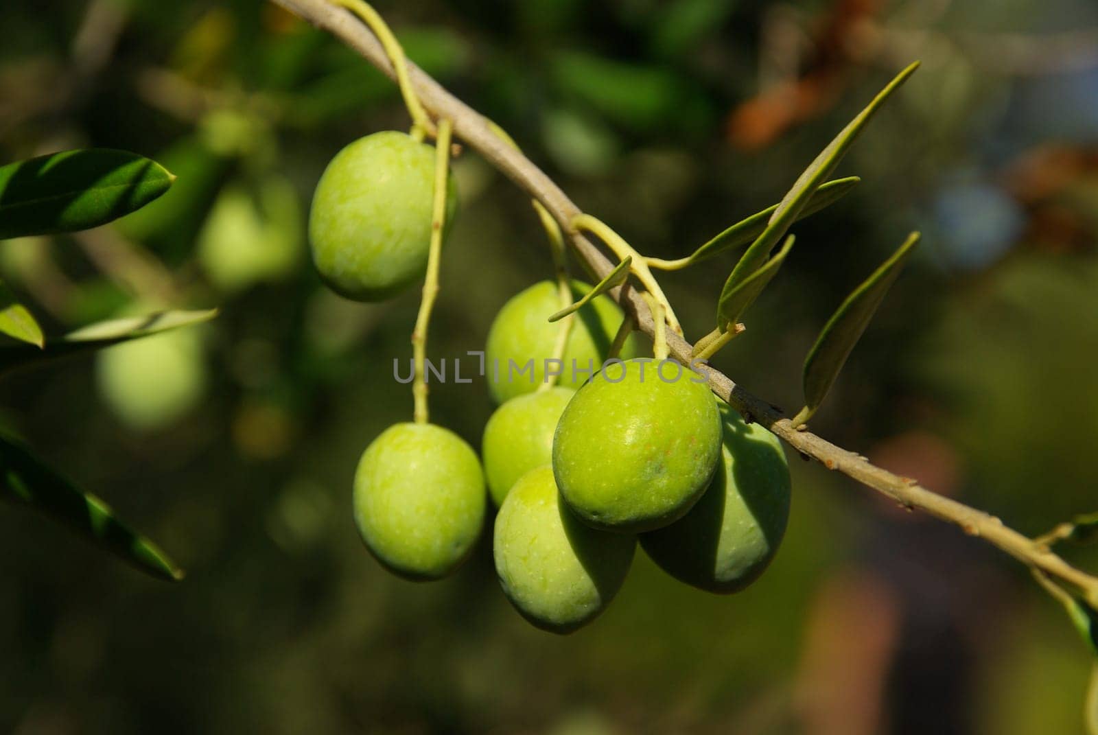 Olive 08