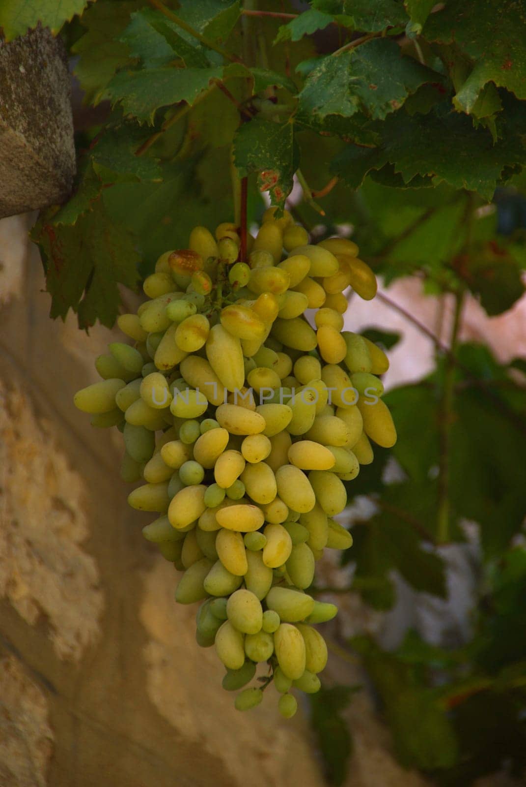 Wine 16