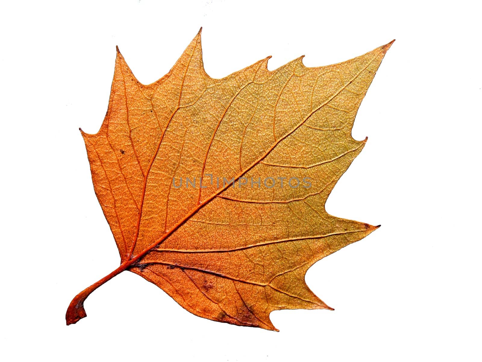 Sycamore leaf