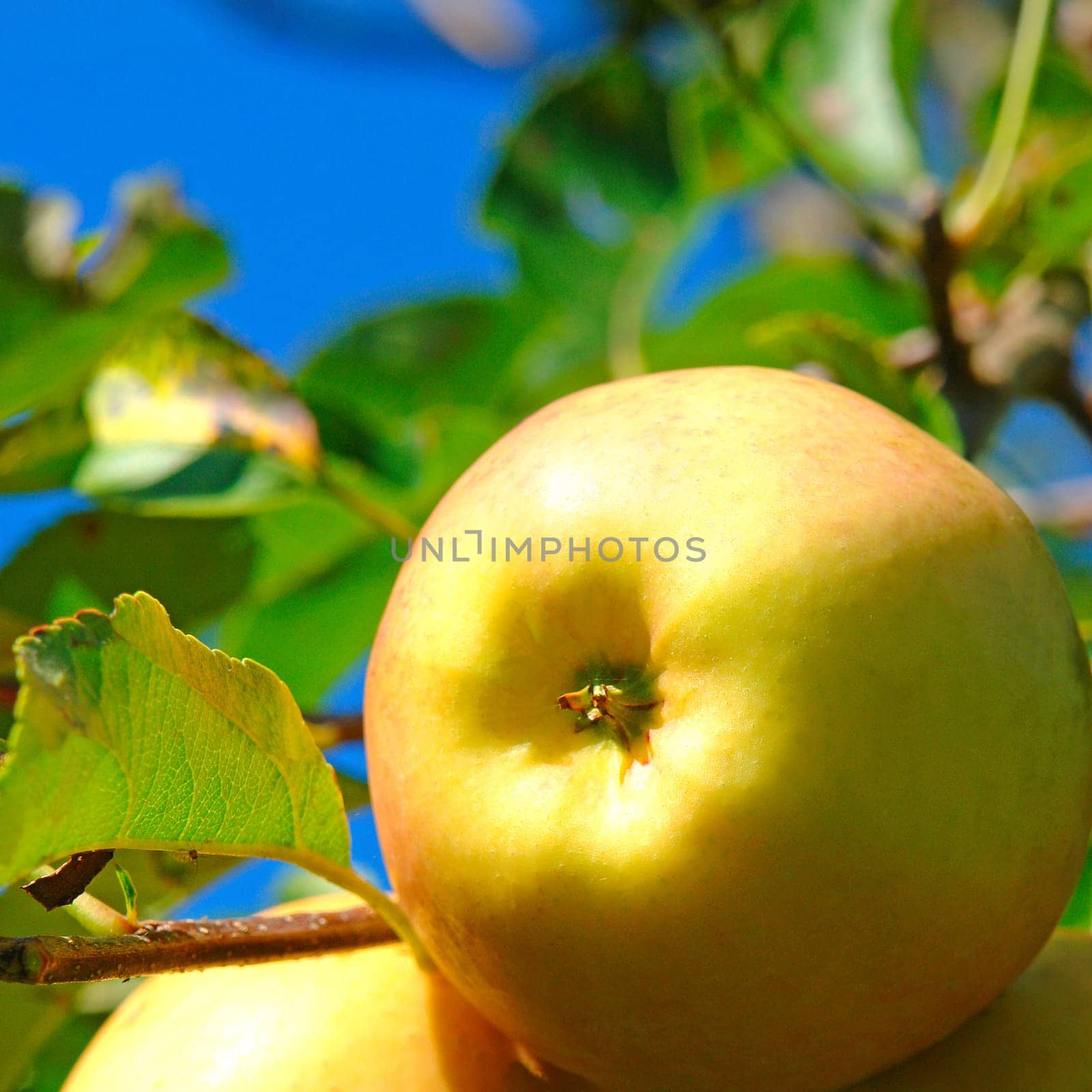 Immaculate Apple Golden Delicious