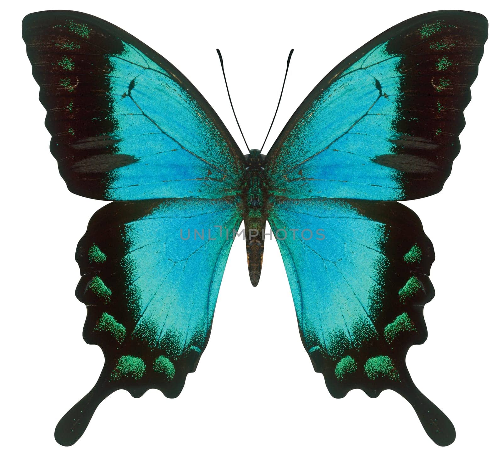 Sea Green Dovetail