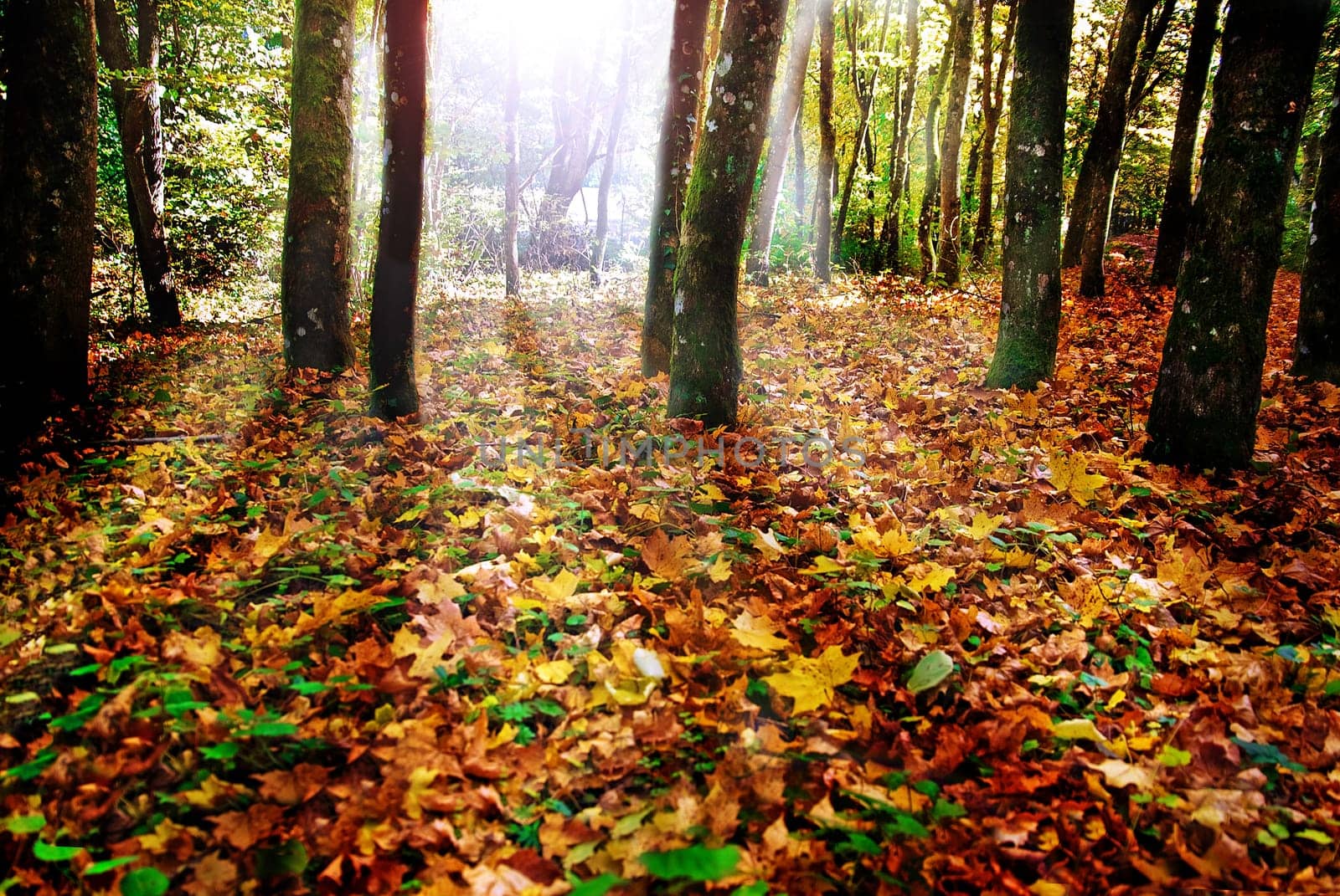 Glade1