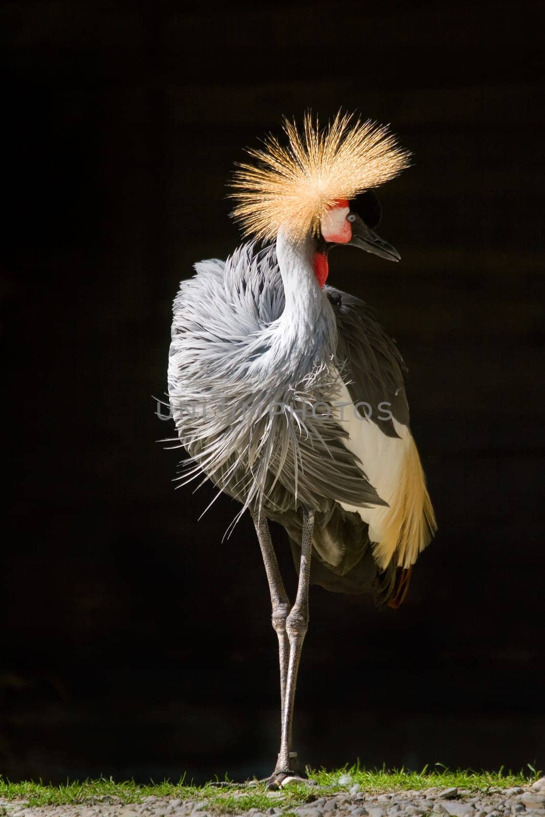 crane bird