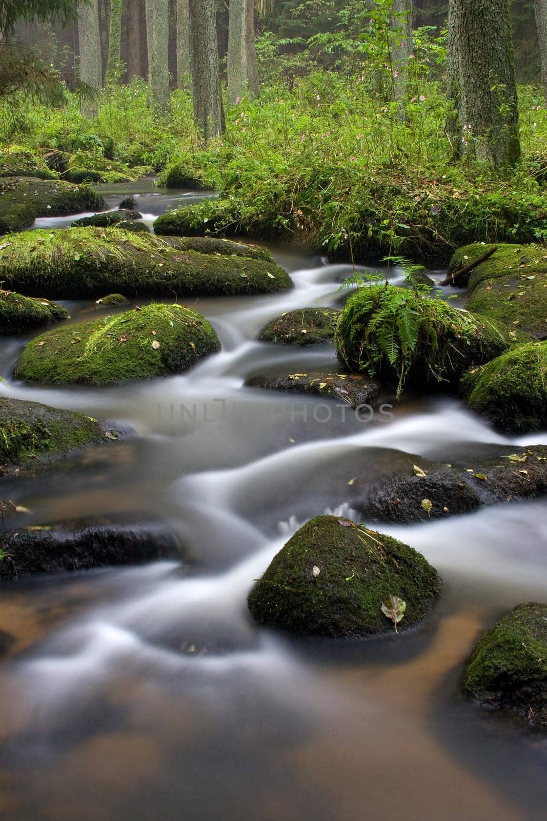 Enchanted Forest
