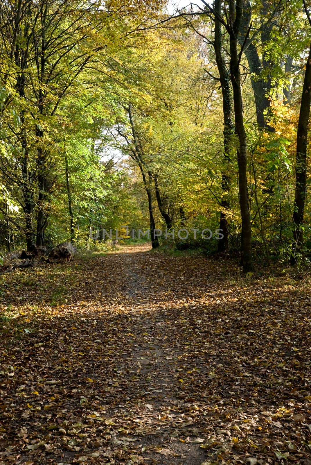 Autumn in the Park - Forest