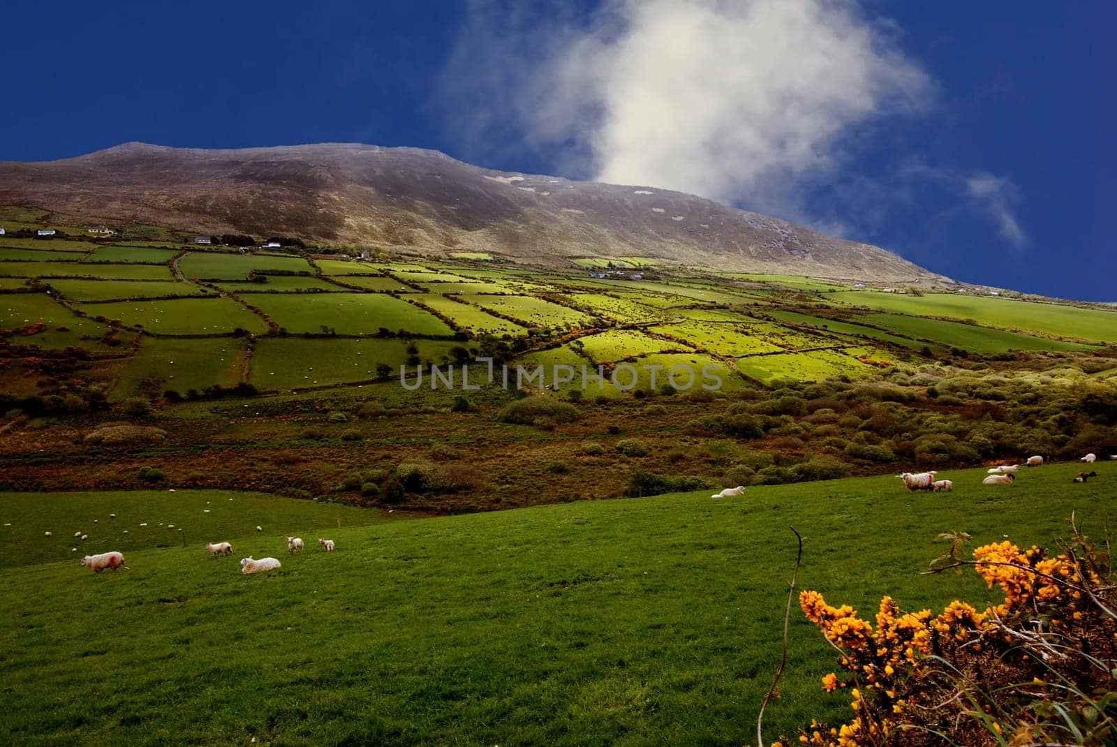 Sheep Country
