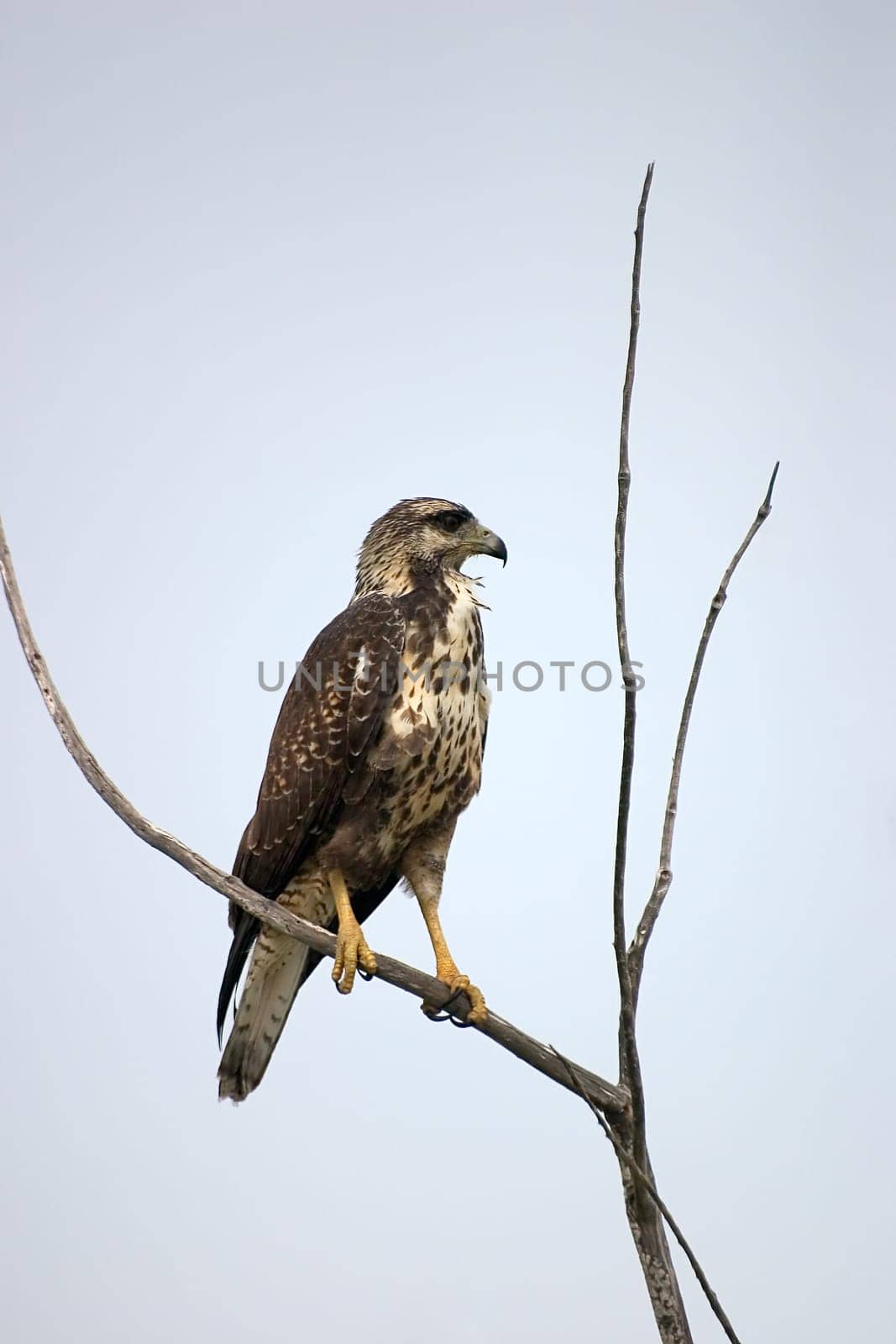 Wild buzzard,Cayo Largo/Cuba.