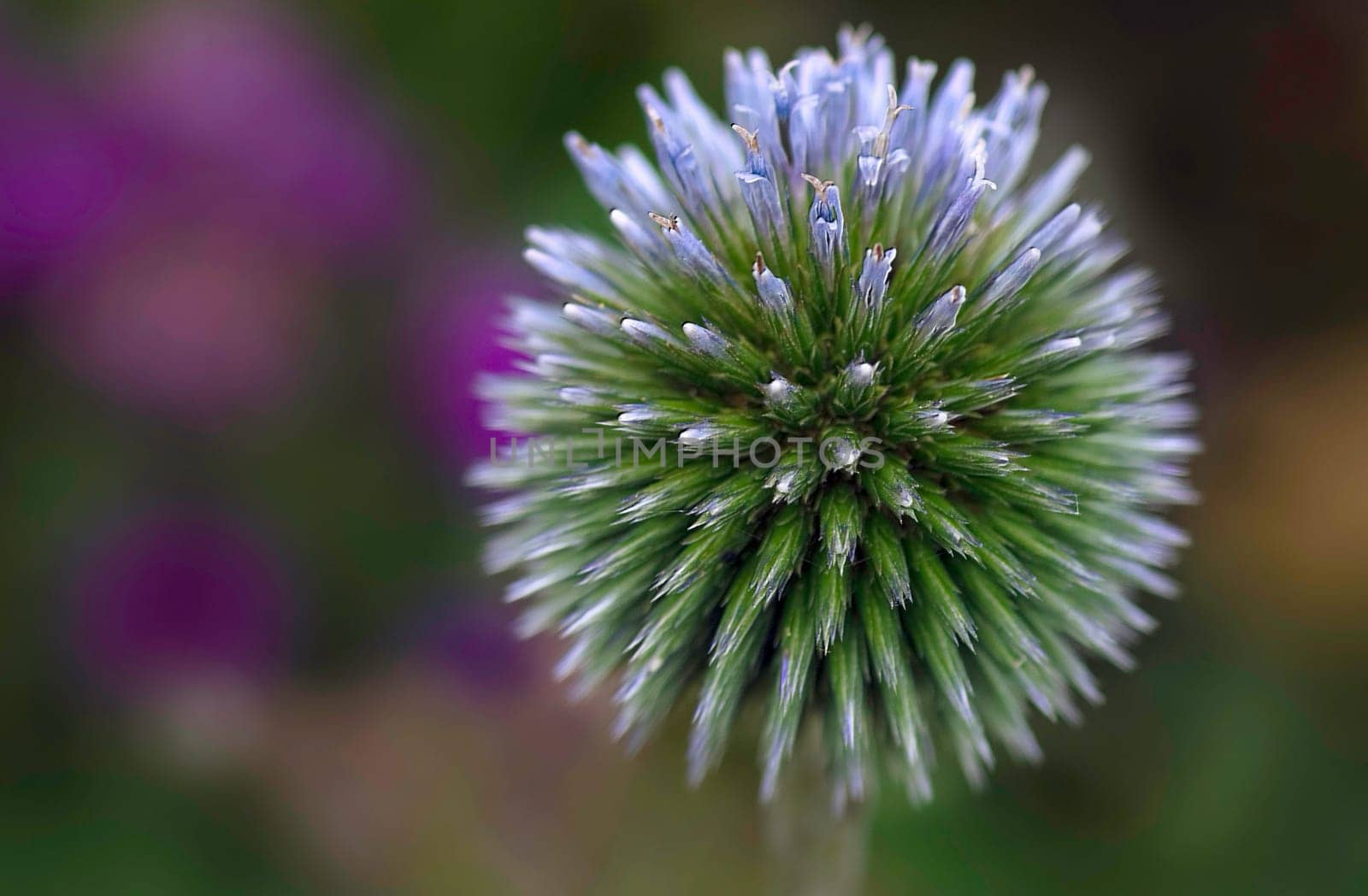 truly a little firework....!