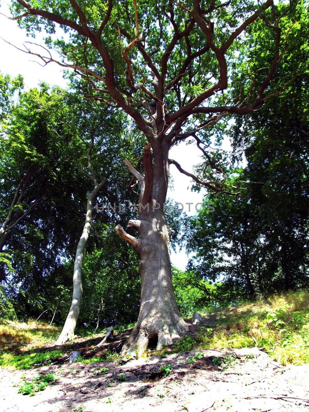 tree without christmas