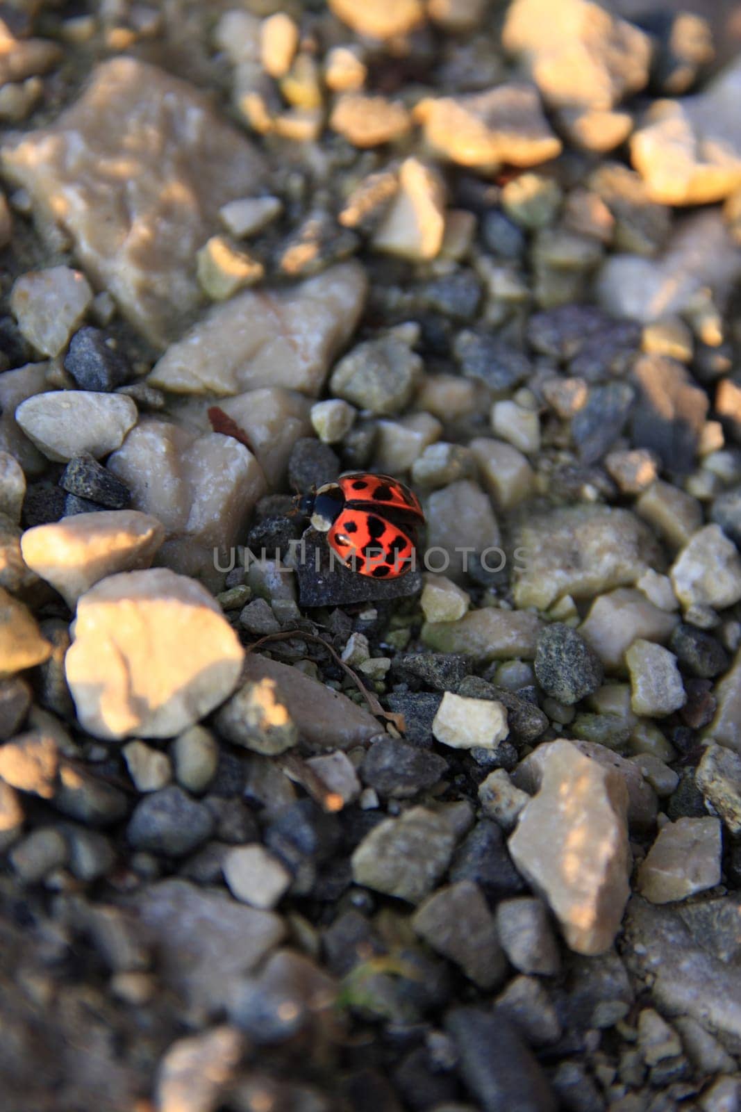 Ladybird
