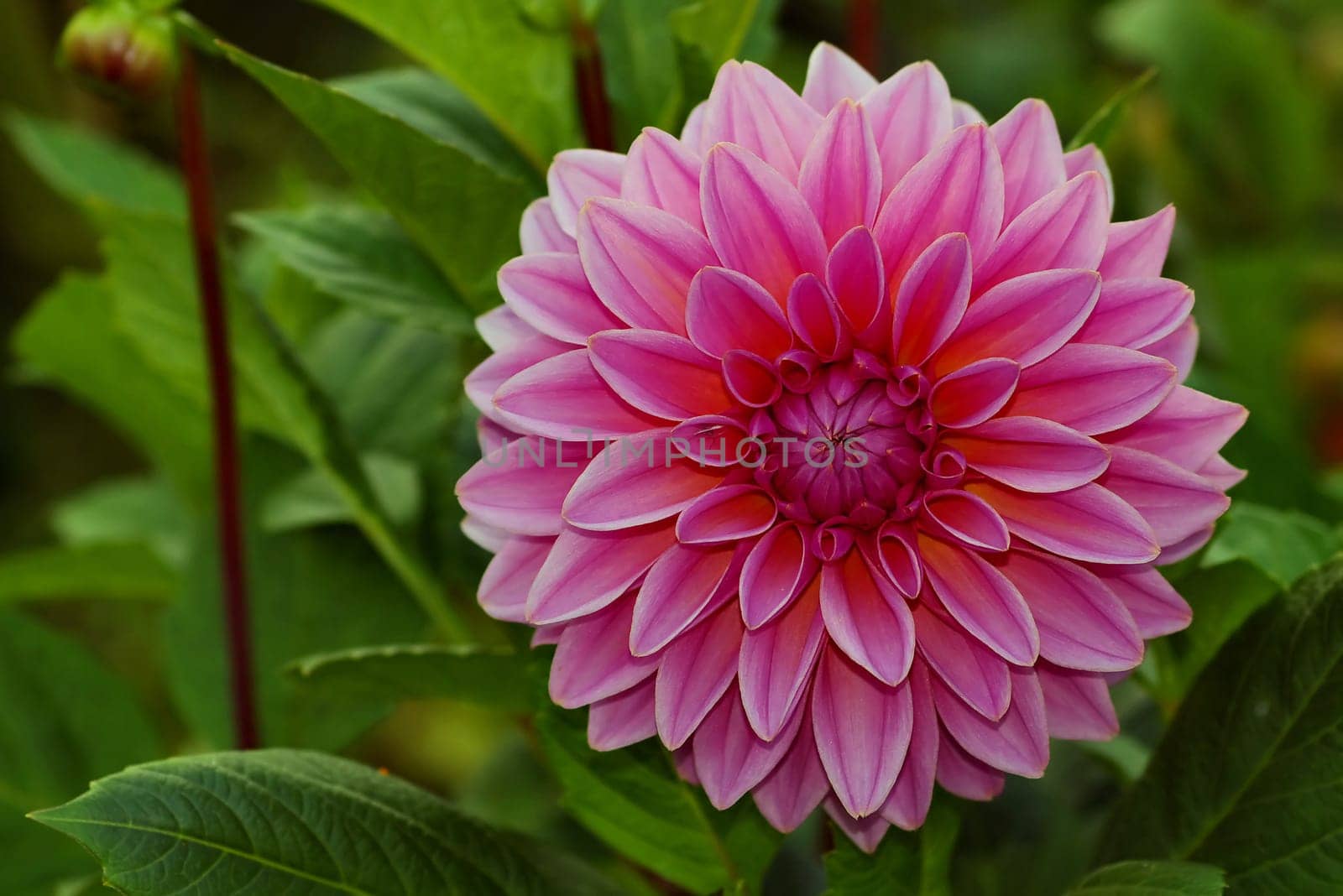Ornamental dahlia