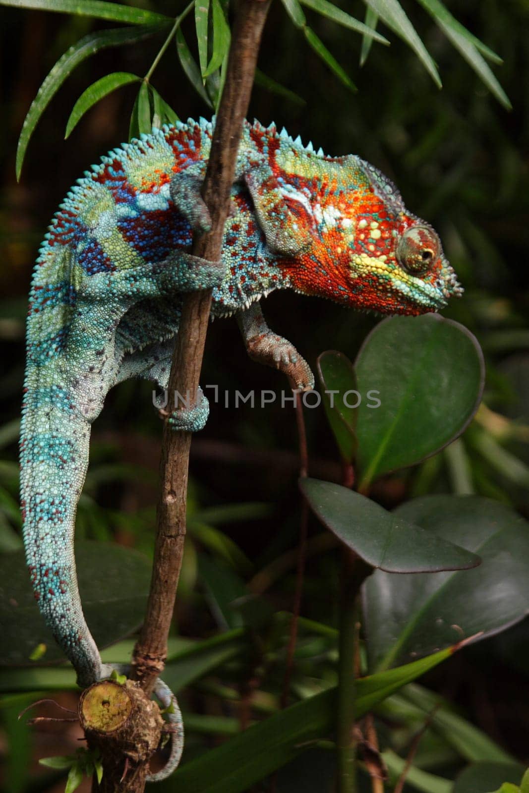 Chameleon