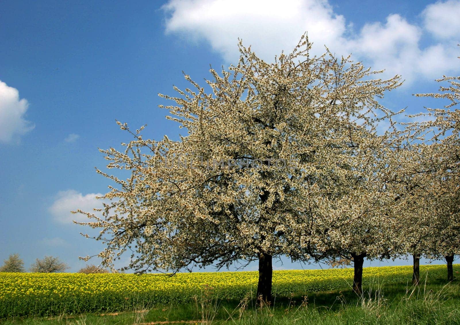 in spring