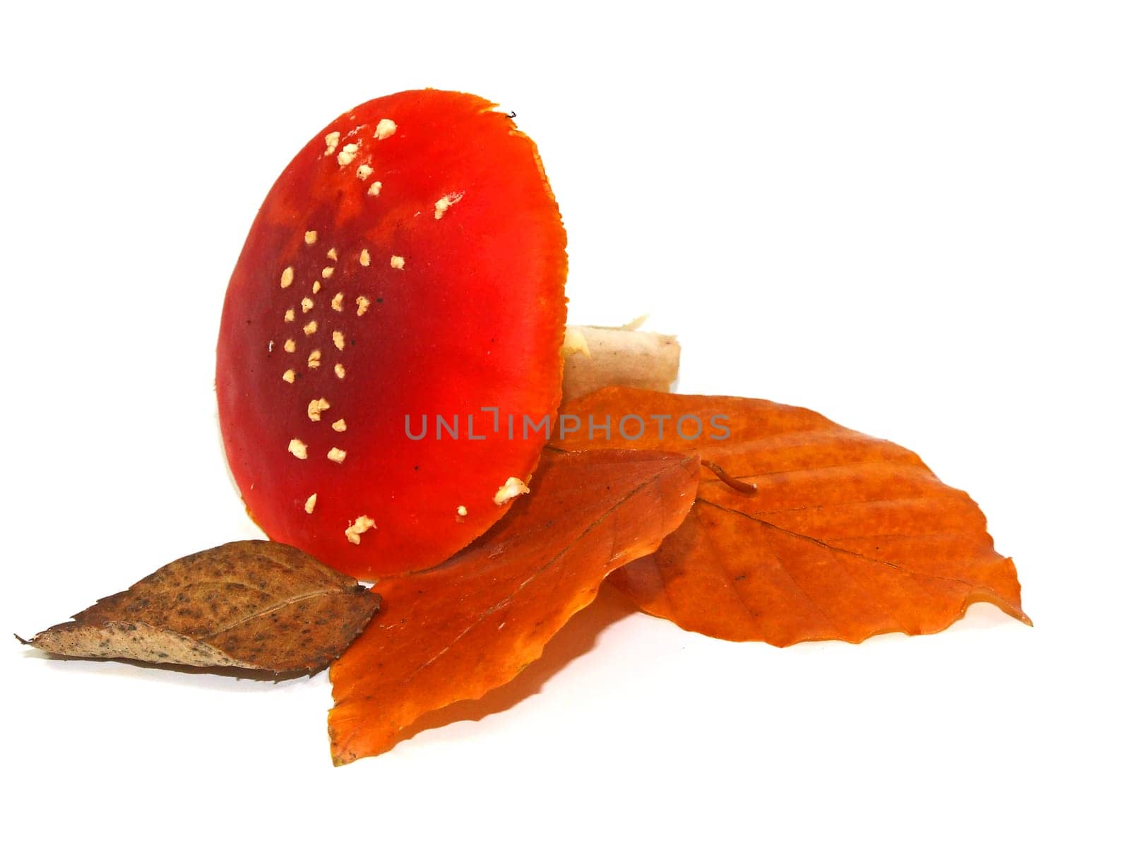 Toadstools